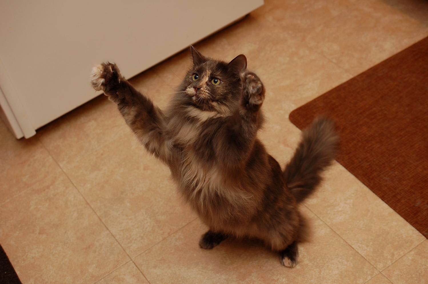 I Am Floof