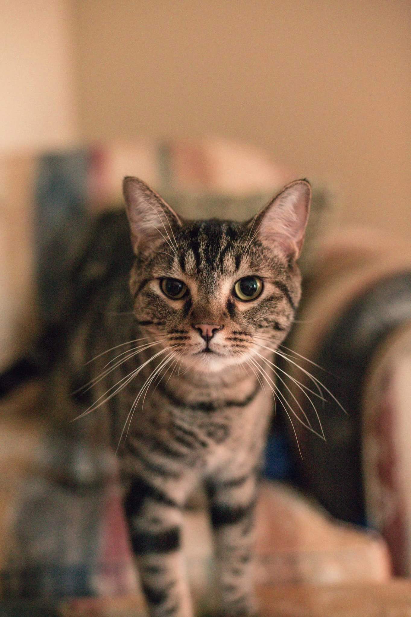 I Am in Love with Bronsons Long Whiskers and His Permanently Judgy Face.