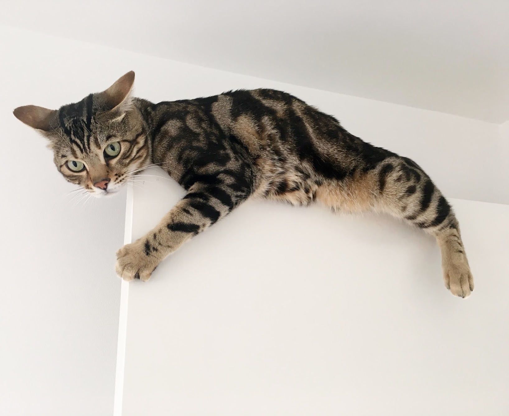 I Am Not a Smart Cat.