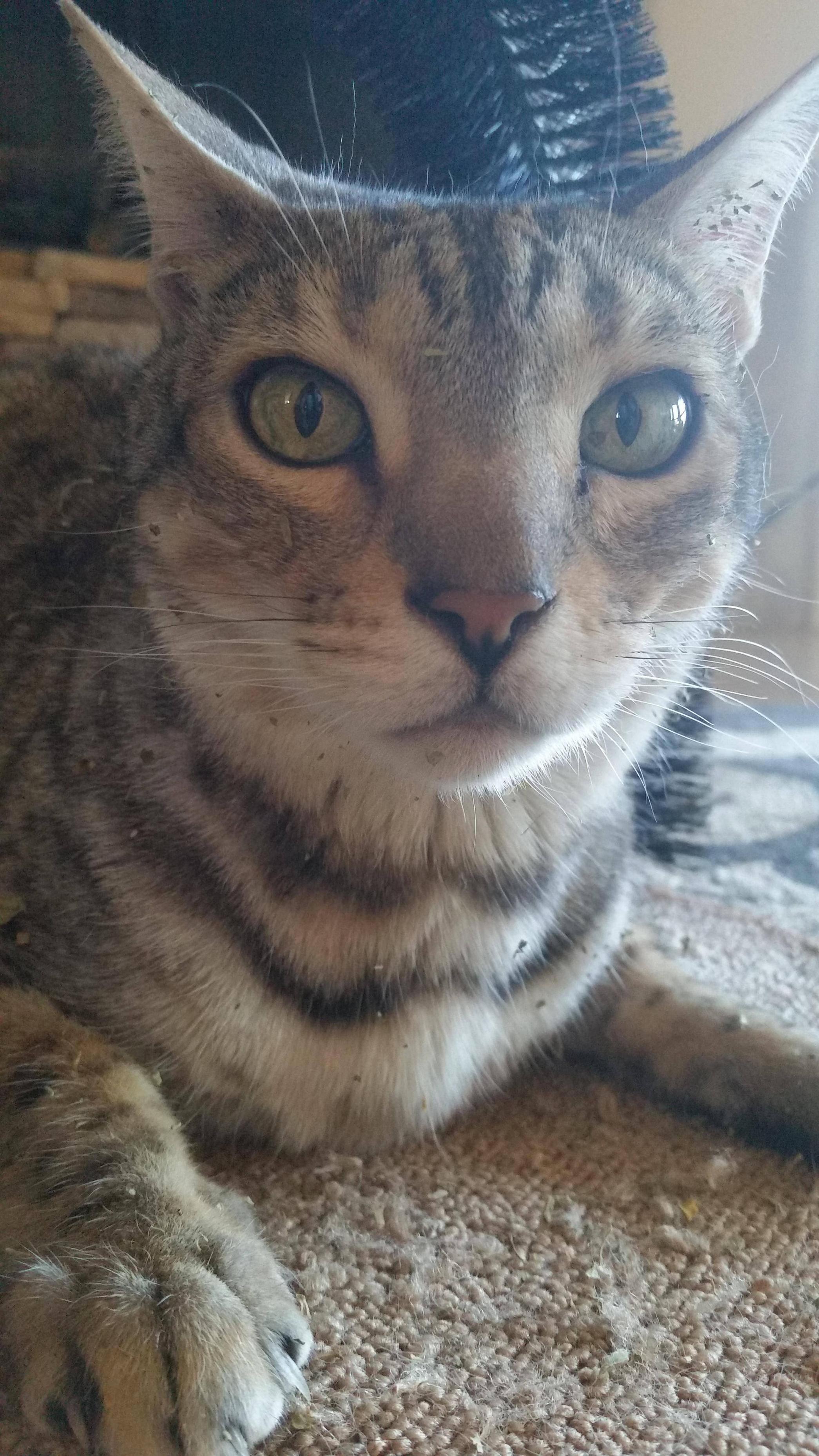 I Am One with the Catnip