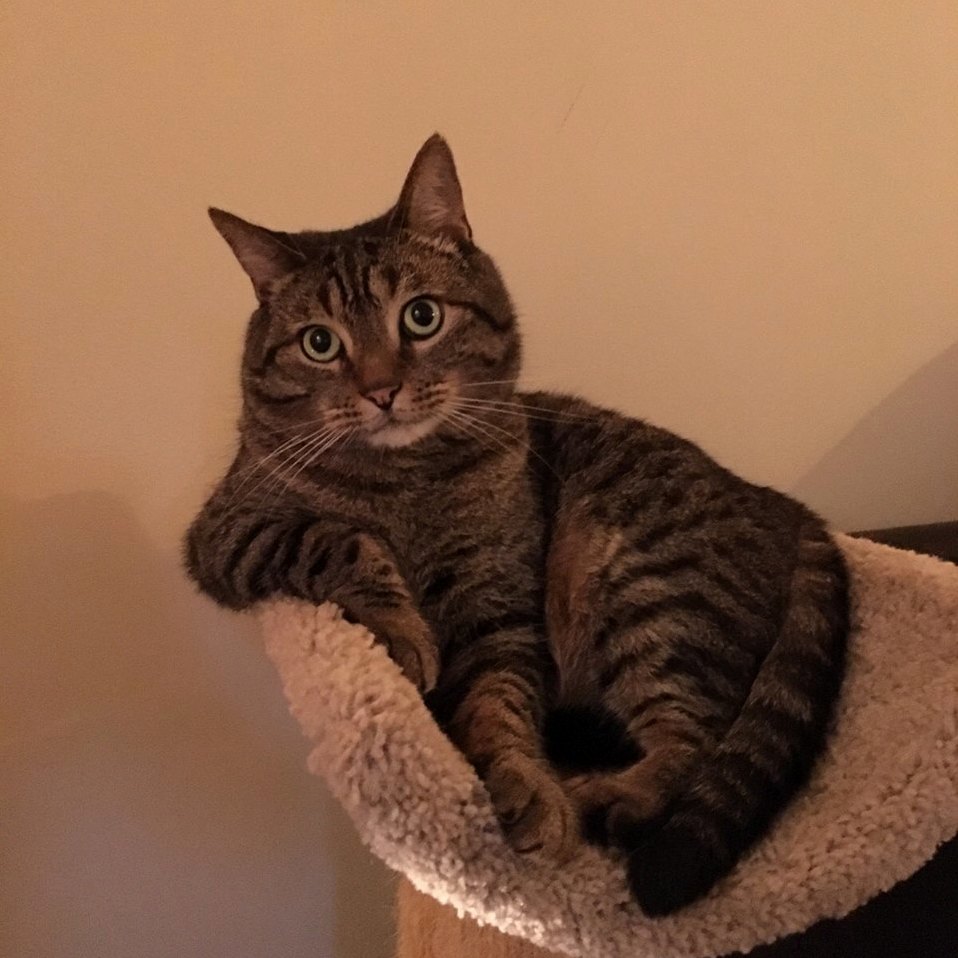 I Asked Cat for His Actual Opinion on Eu Brexit He Thinks They Should Repeatedly Ask to Leave Then When the Door Opens They Should Just Sit There Stare at It