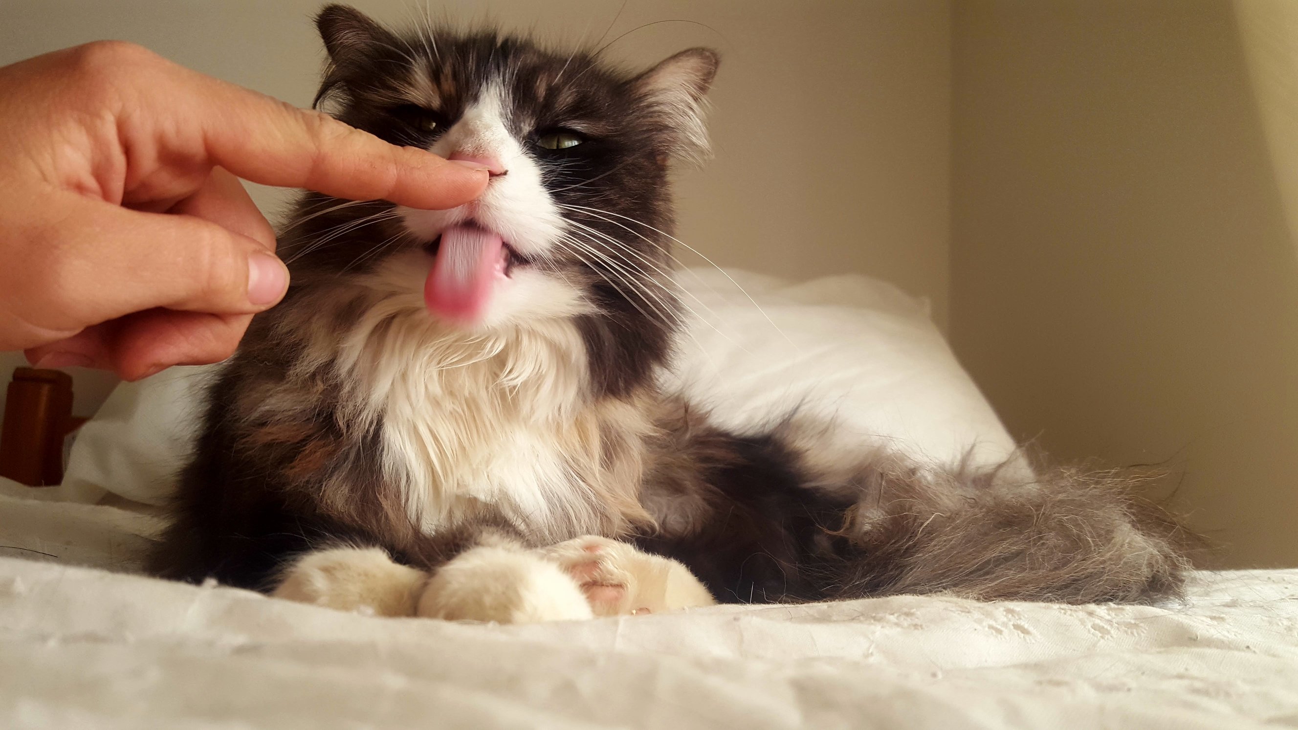 I Booped Her Nose