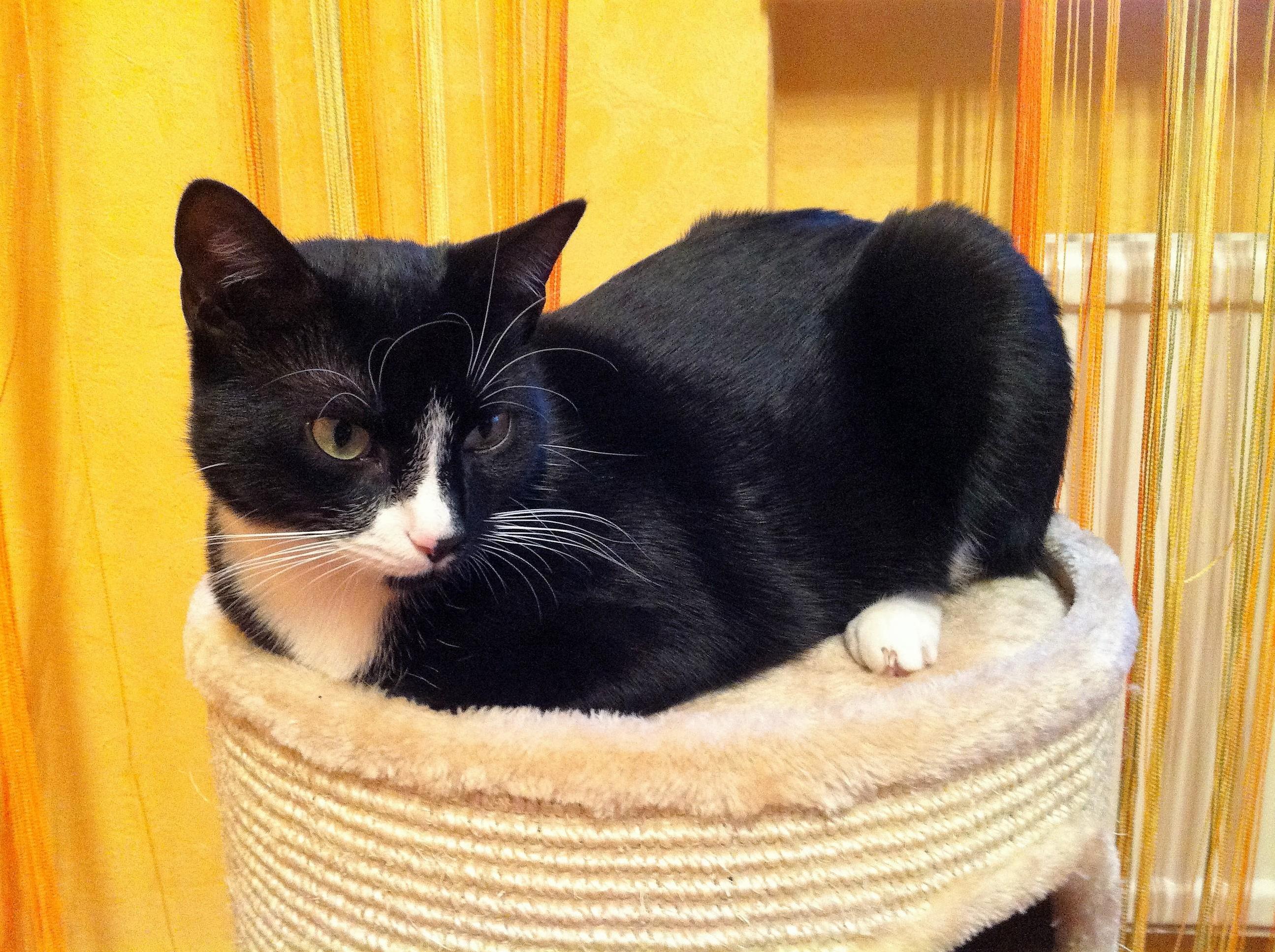 A cat sitting upright like the turkey or sphinx position