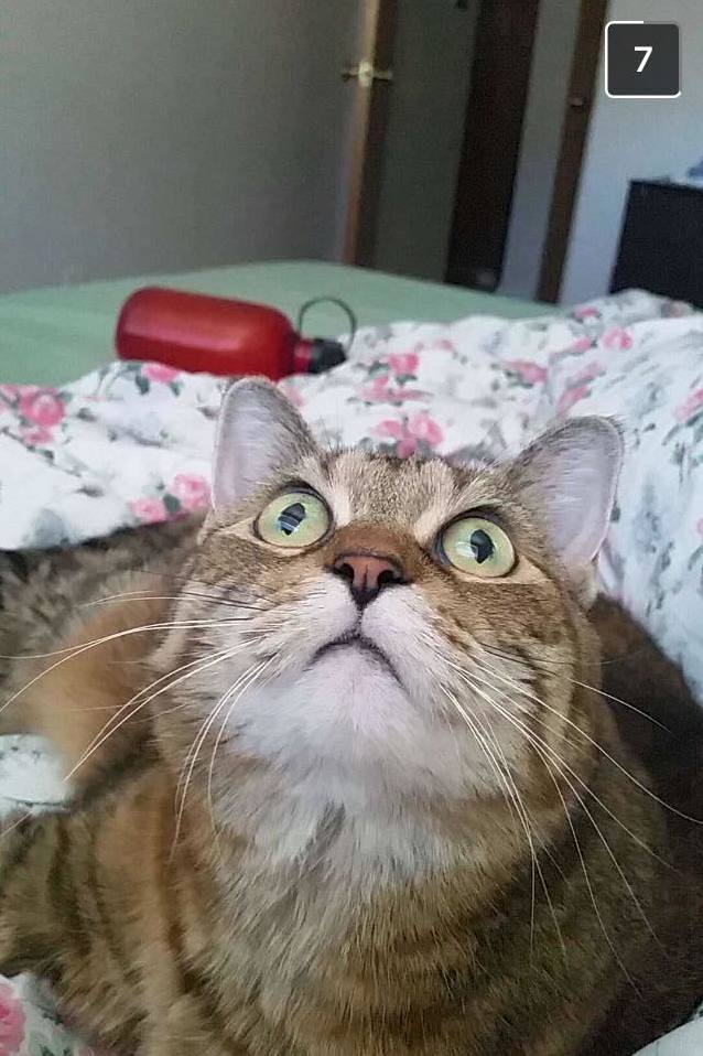 I Cant Help but Laugh Every Time My Bf Sends Me Snapchats of Her Wridiculous Facial Expressions