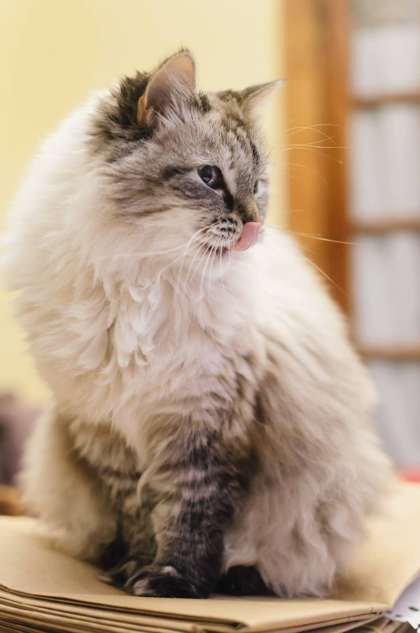 I Didnt Upgrade My Camera Recently but Heres My Cat.