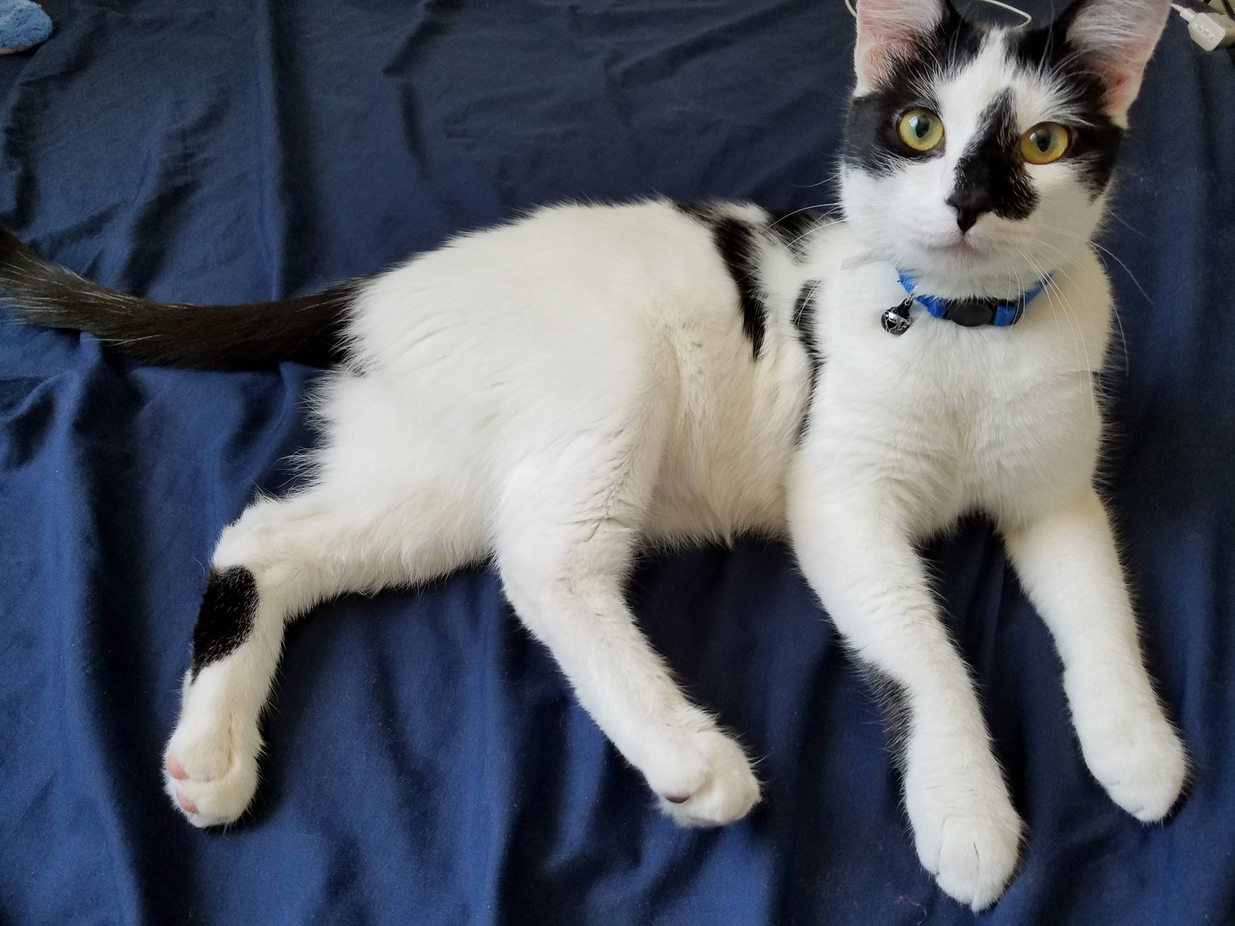 I Finally Bit the Bullet and Got a Cat. Meet Rorschach