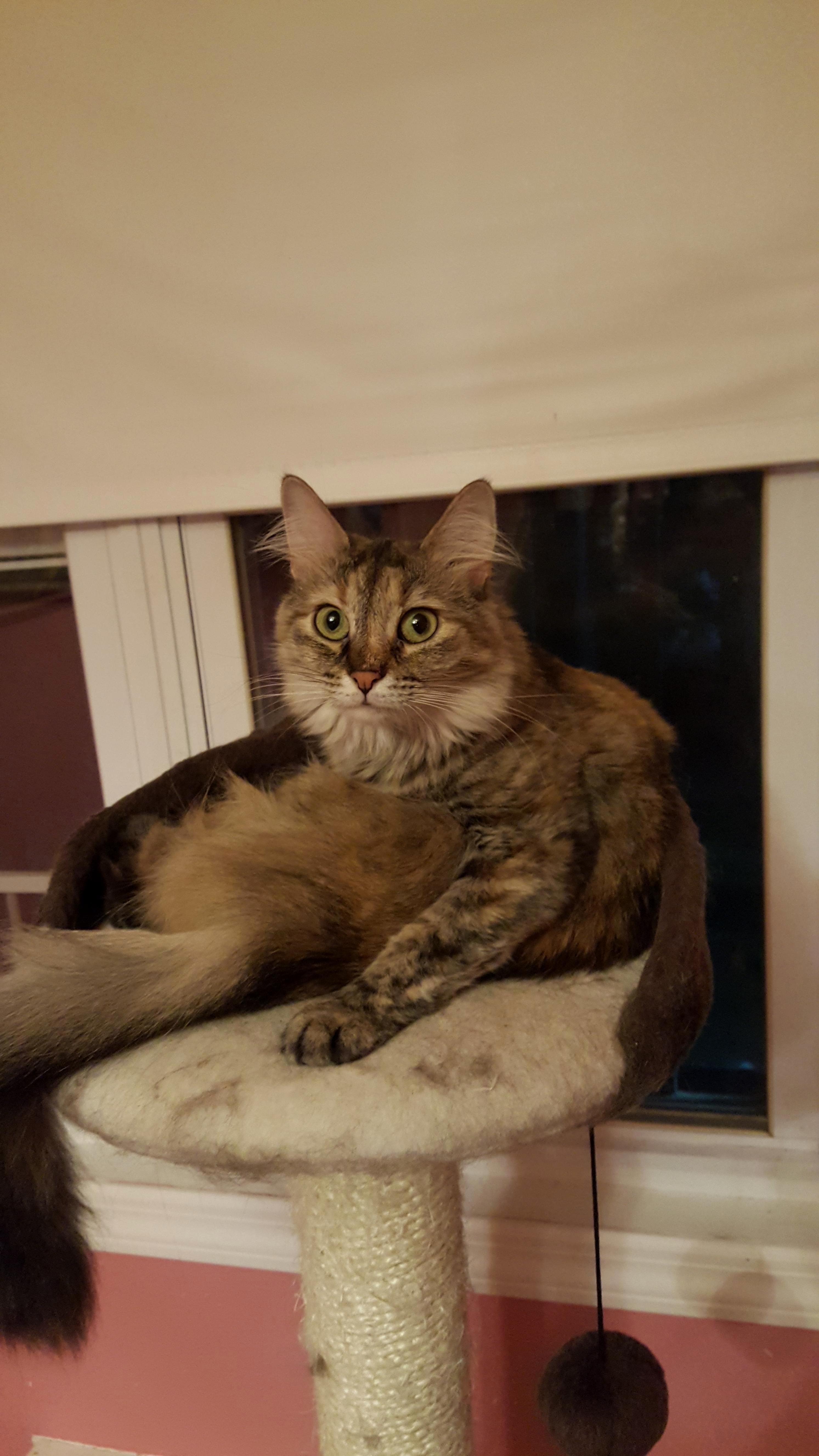 I Found Her Underneath a Car Named Her Petunia
