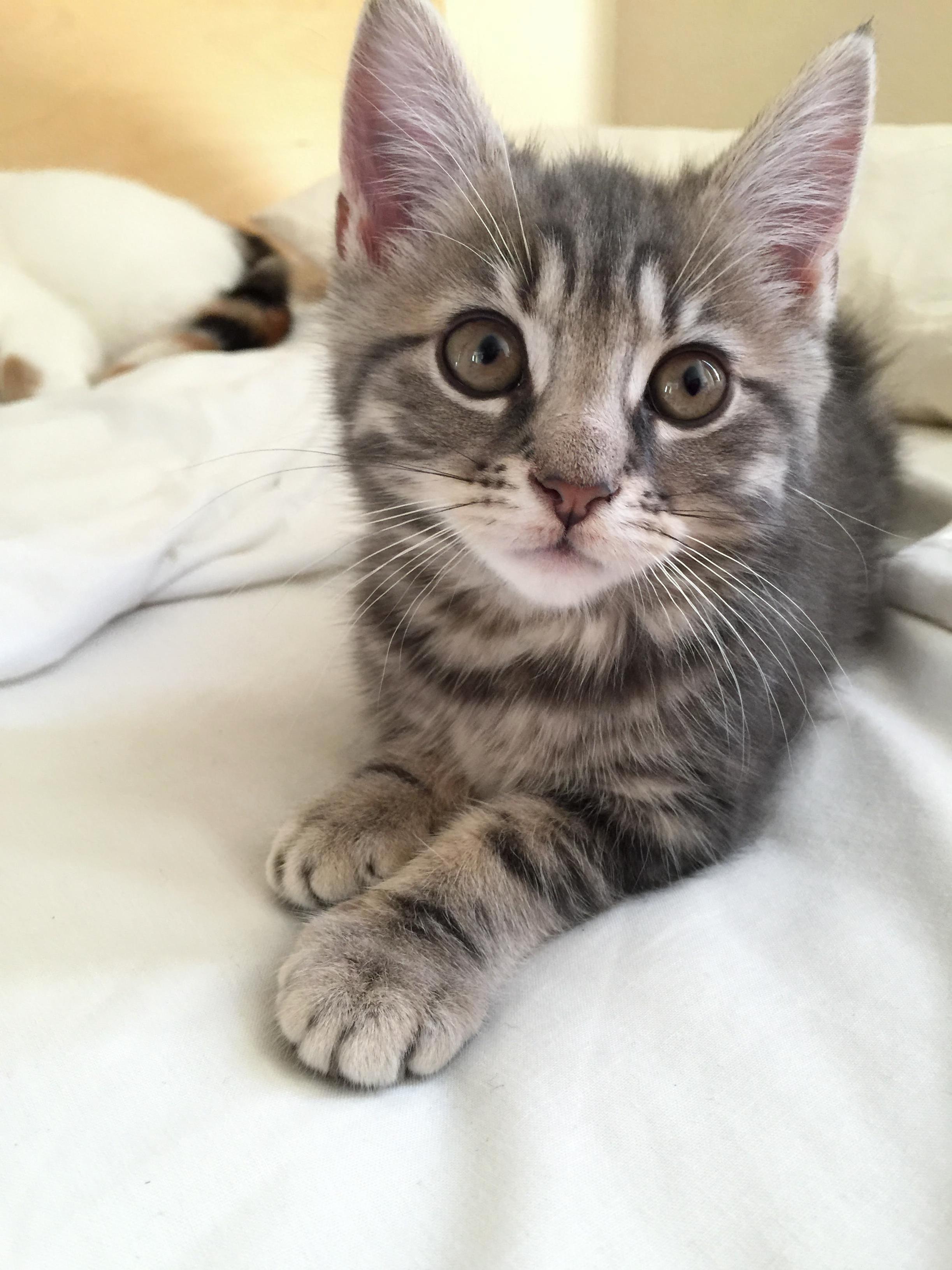 I Genuinely Think My Cat Was a Model in Another Life