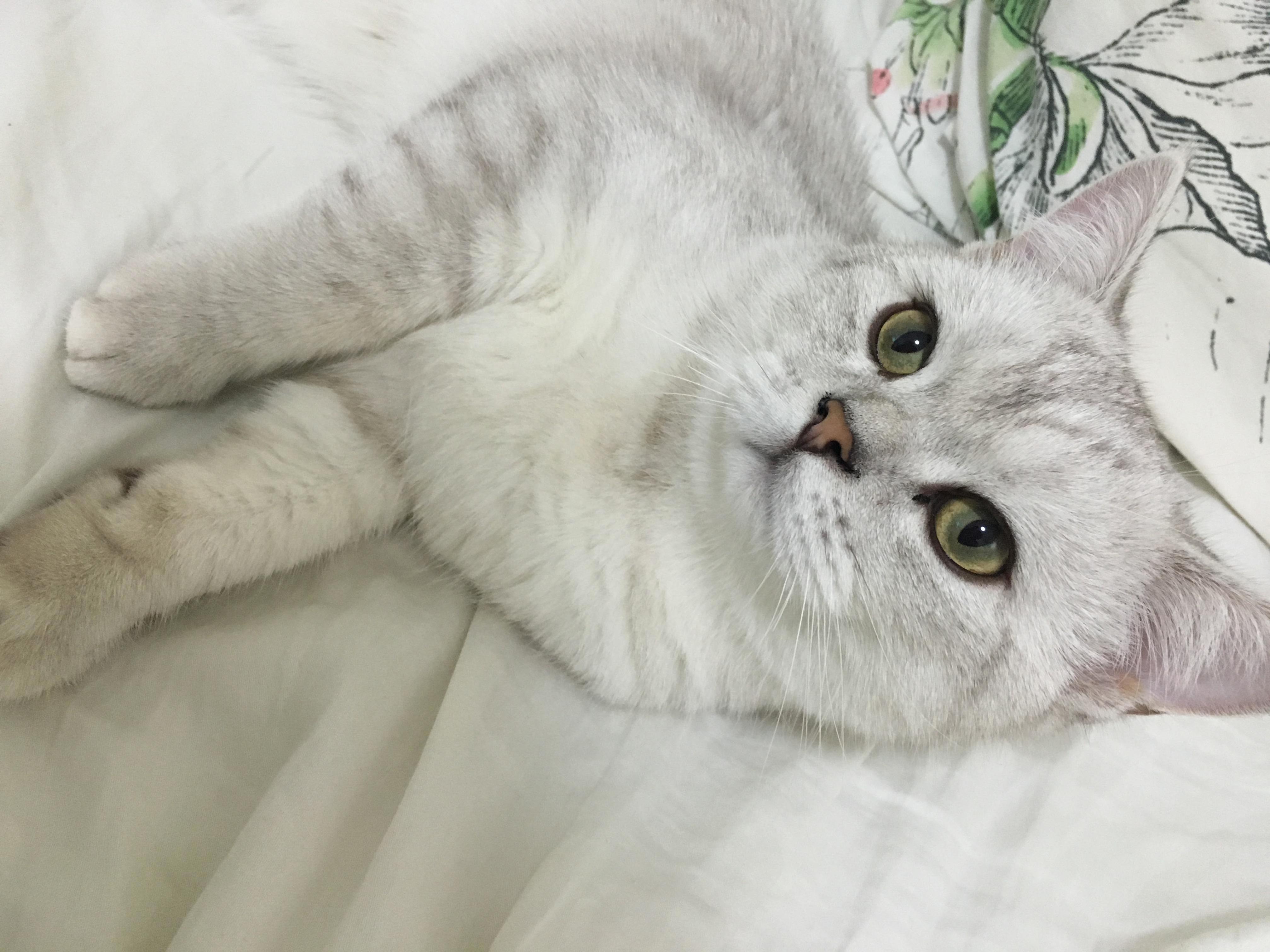 I Get Lost in My Cats Eyes