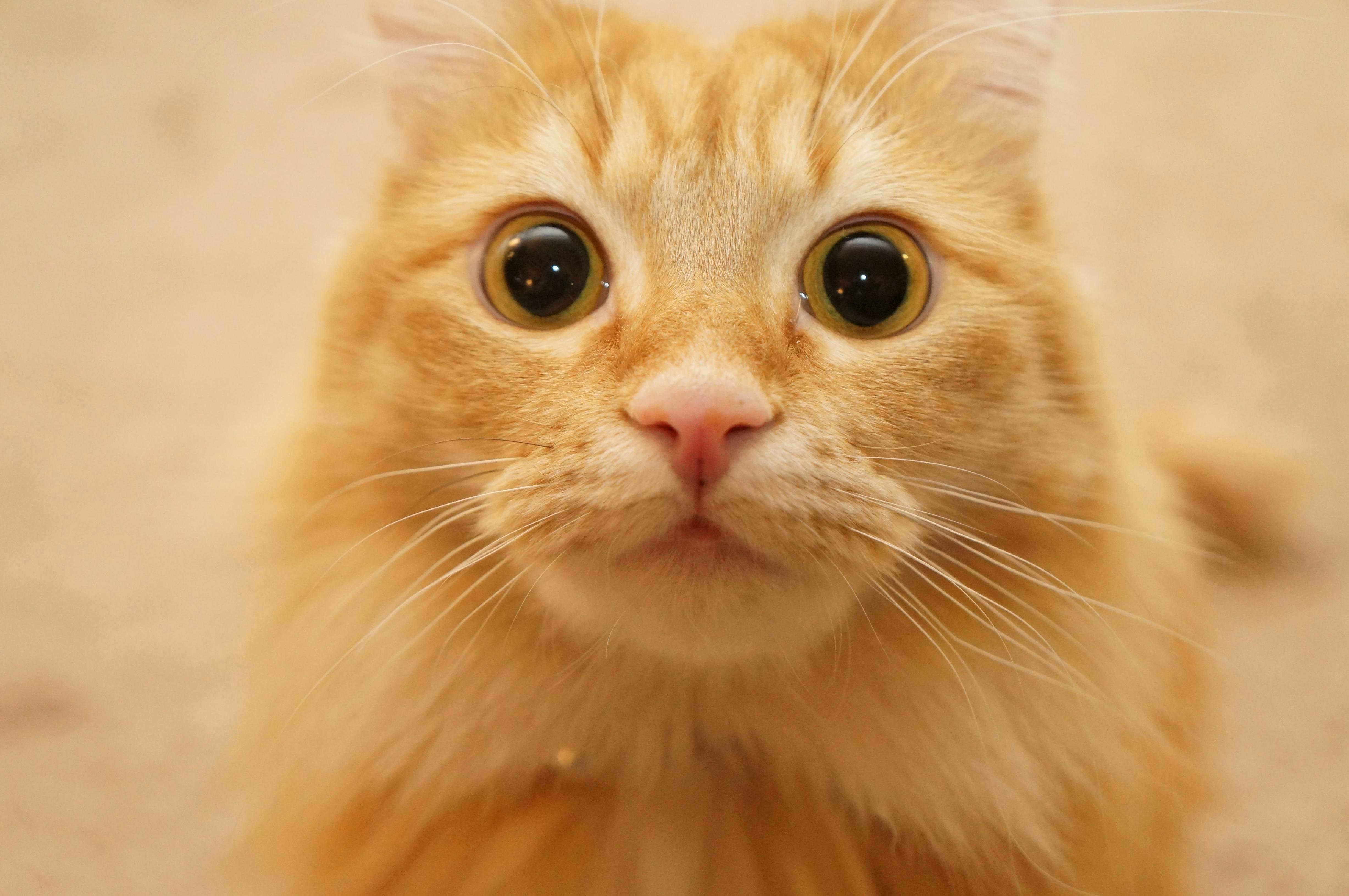 I Got a New Camera Too but My Cat Isnt Quite As Majestic. . .