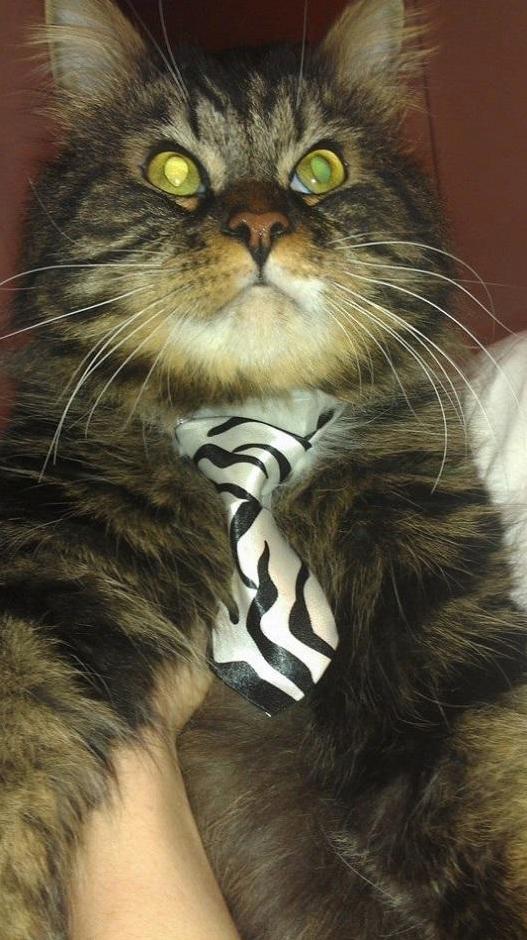 I Had to Take 3 Months Off in Therapy to Get My Shit Together. While I Did That I Asked My Sister to Take Care of My Cat. Turns Out She Was the Perfect Person to Do That and He Was a Good Boy.