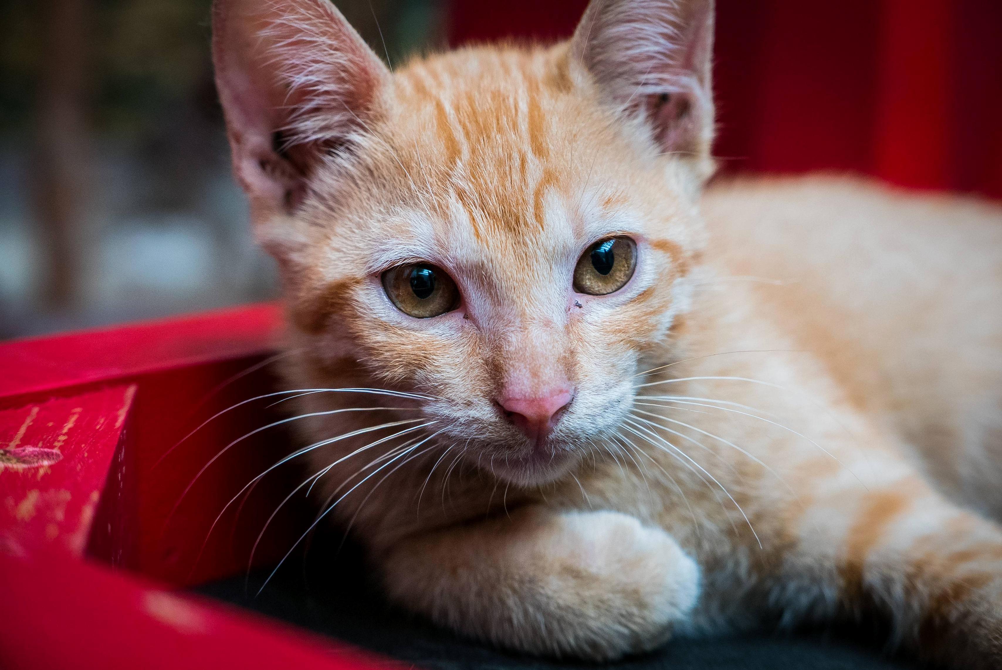 I Have a Camera but No Cat So Heres a Street Cat