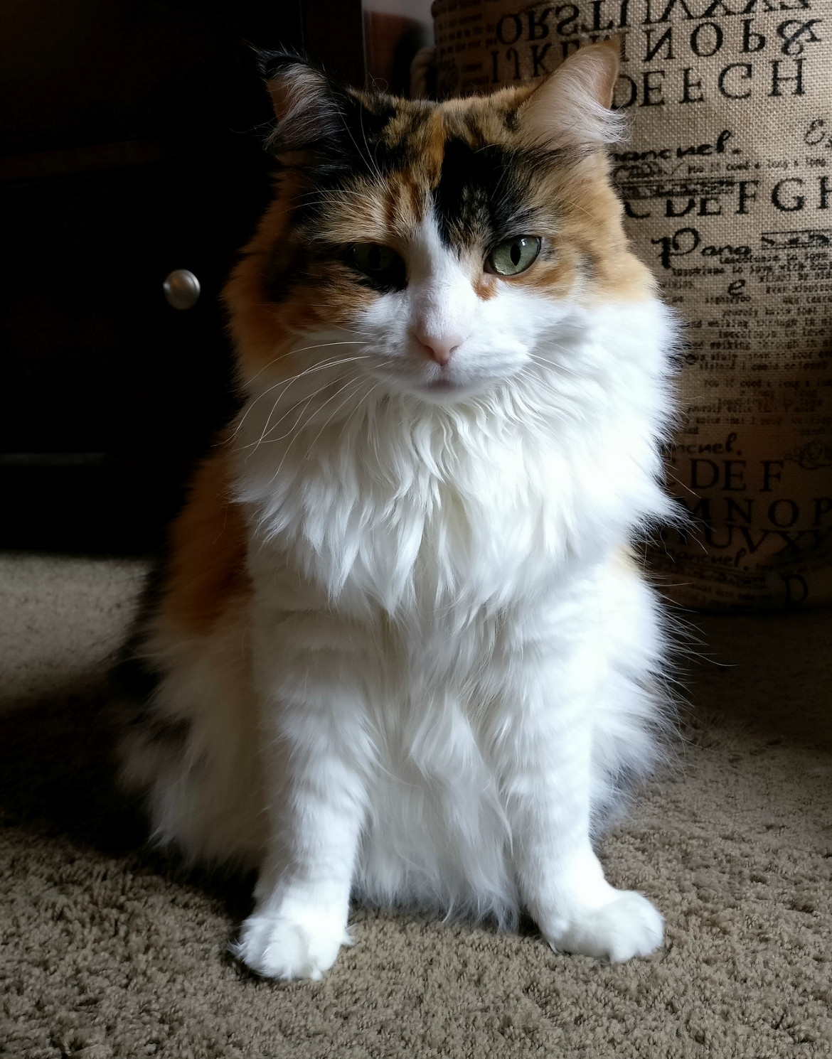 I Have Angered the Kitty