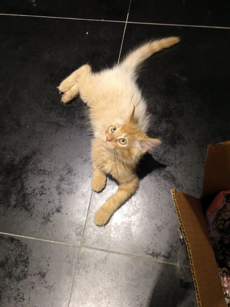 I Just Adopted My First Cat and I Really Need Help Picking a Name for Him
