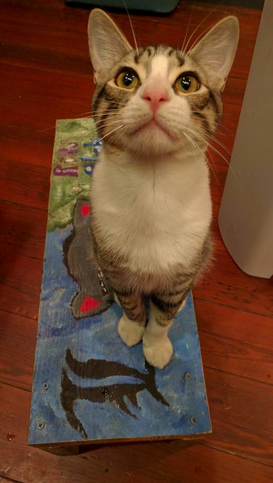 I Just Adopted This Handsome Man