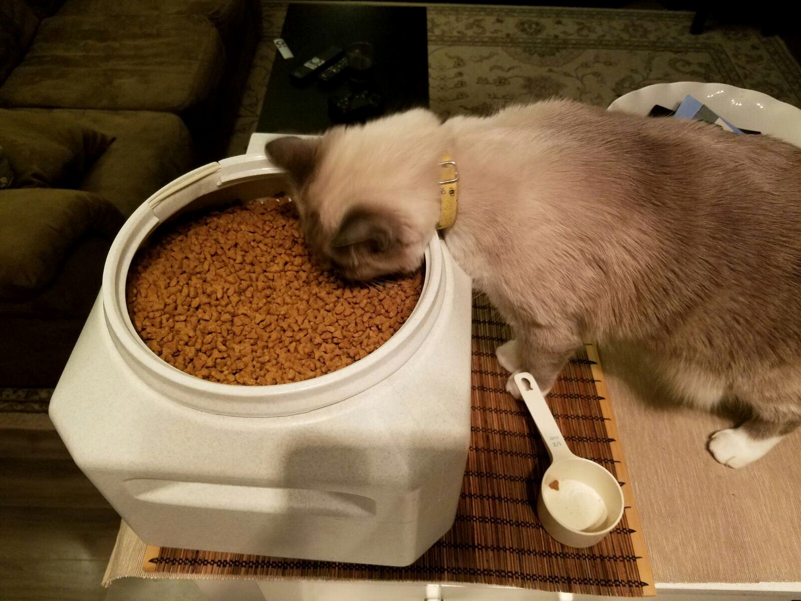 I Ll Just Use This As My Bowl from Now on Kthx