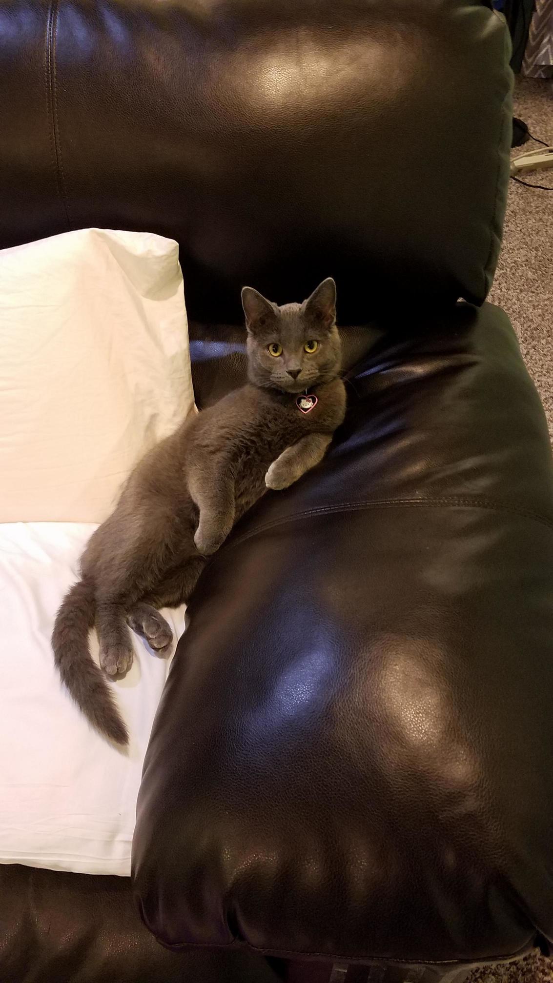 I Love It When Falkyn Sits Like This