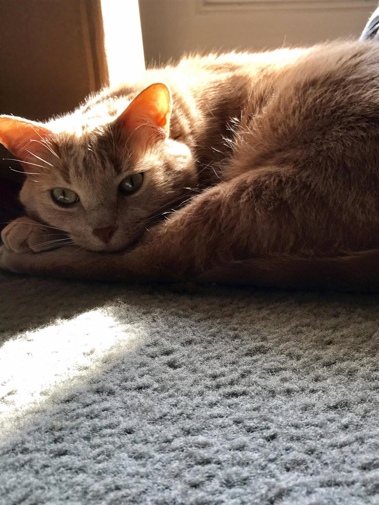 I Love the Way the Sun Shines Through His Ears