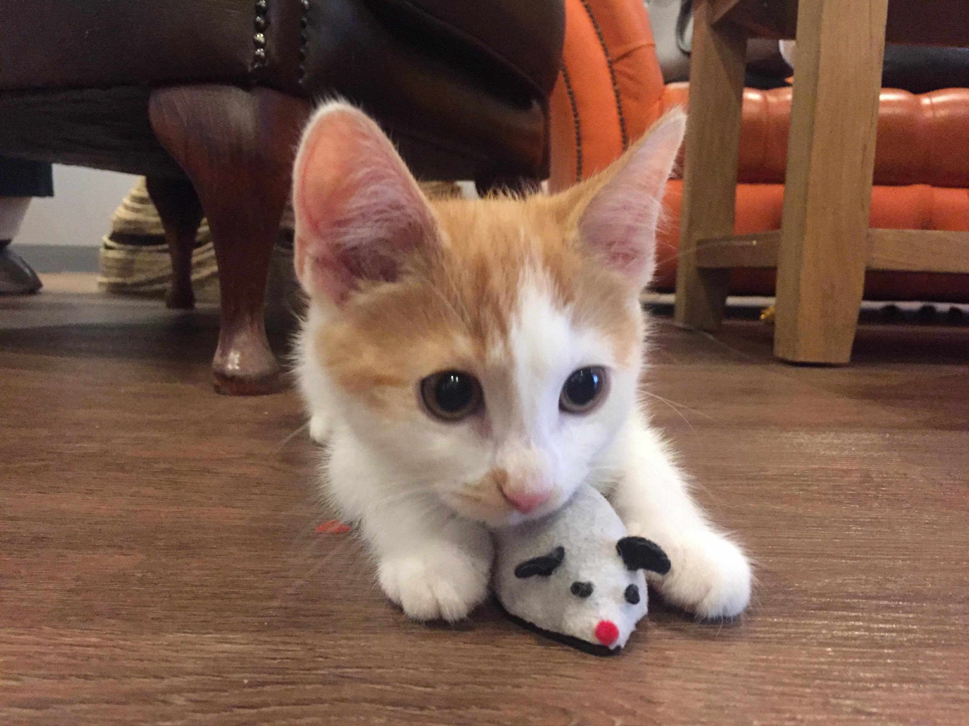 I Met This Little Guy at the Kitty Cafe in Nottingham England Not My Cat