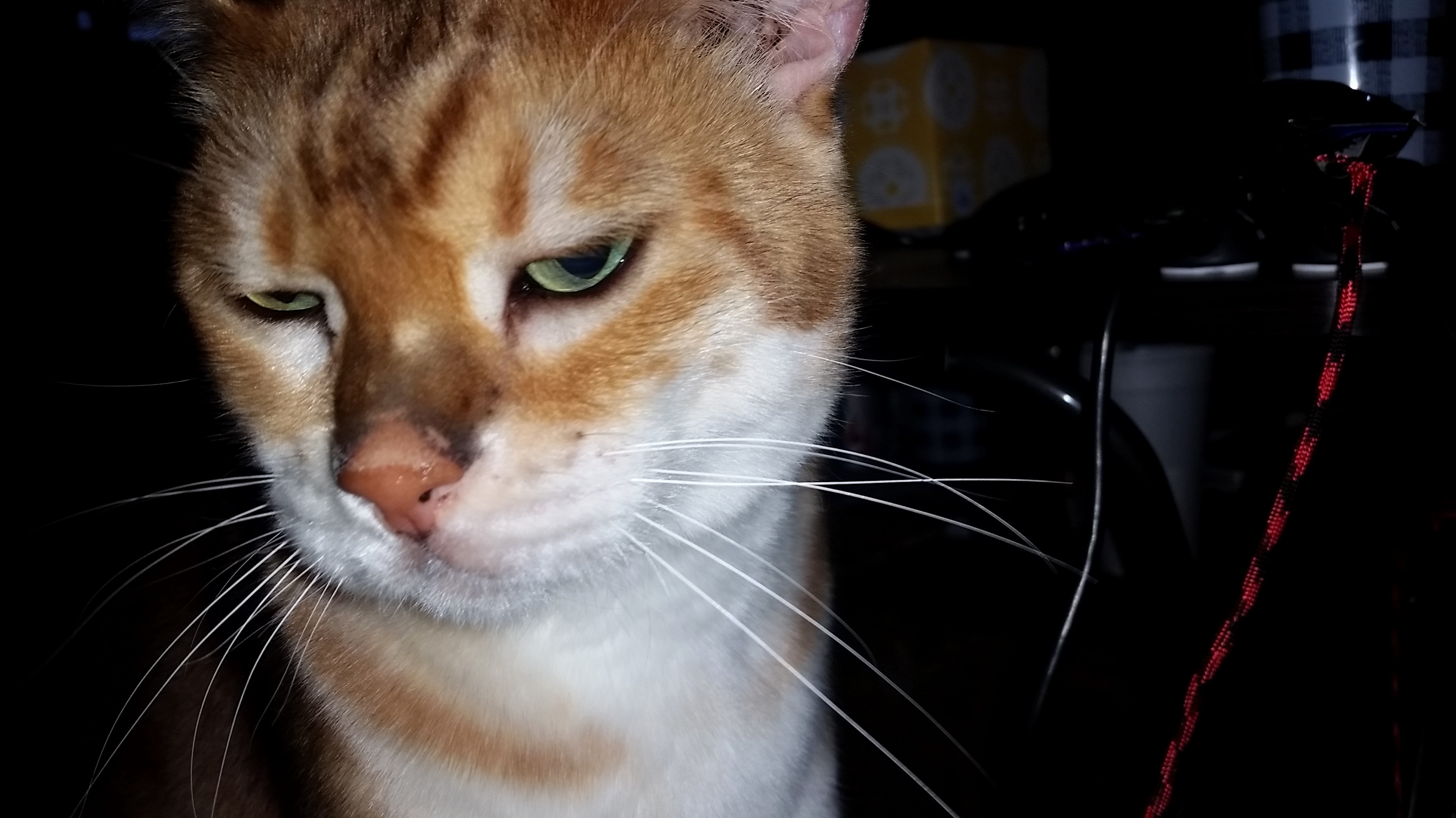 I Put a Table by My Couch to Place Remotes and Chargers. Cat Thinks Its Encroaching on His Snuggle Spot.