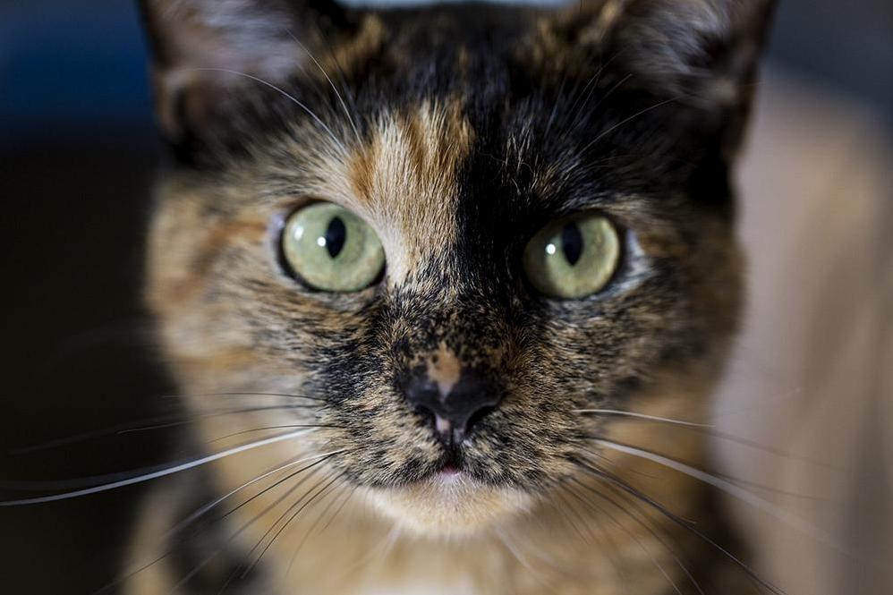 I Recently Discovered Daph Loves Posing for the Camera.
