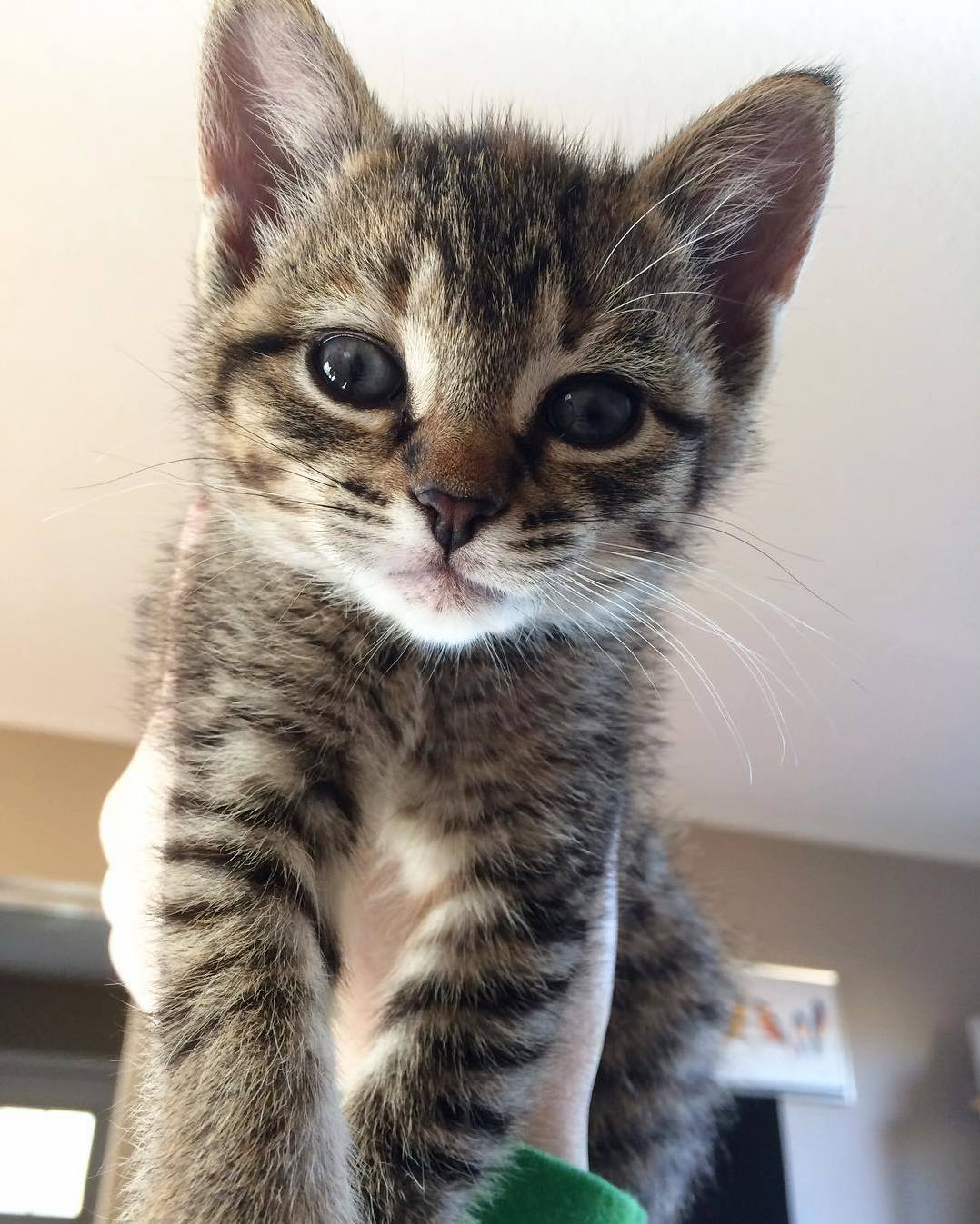 I Spent the Afternoon with My Moms New Little Buddy.