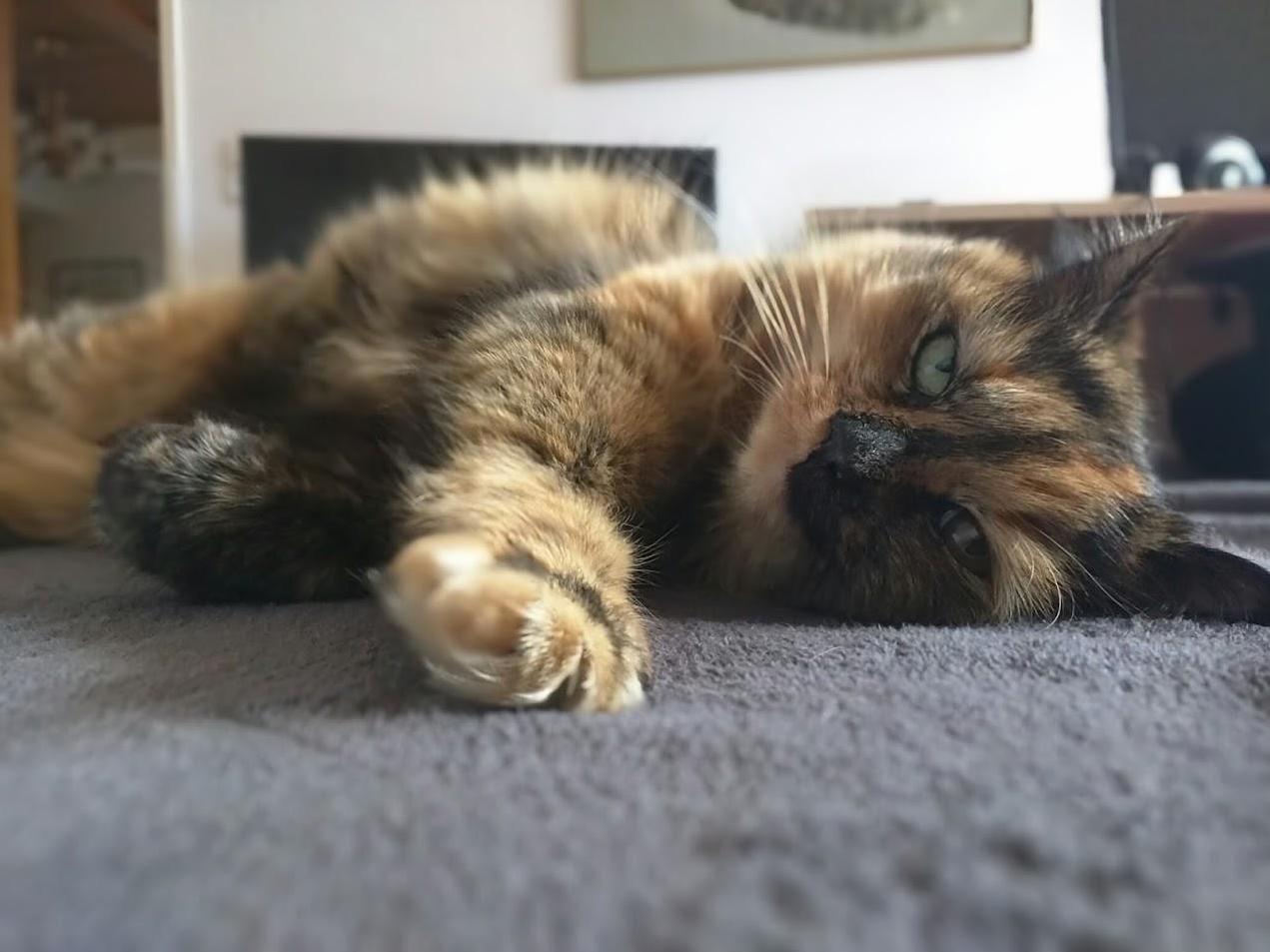 I Think My Cat Wants to Be a Photo Model