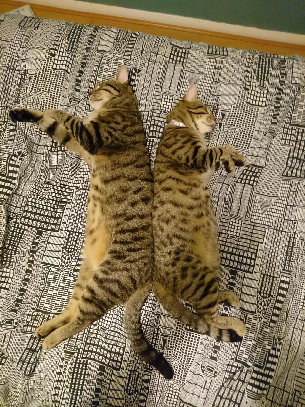 I Took in a Stray That Was Hanging Around My Neighbourhood on the Right . I Was Worried He Wouldnt Get Along with My Current Cats Seems to Be Getting Along Well with One of Them