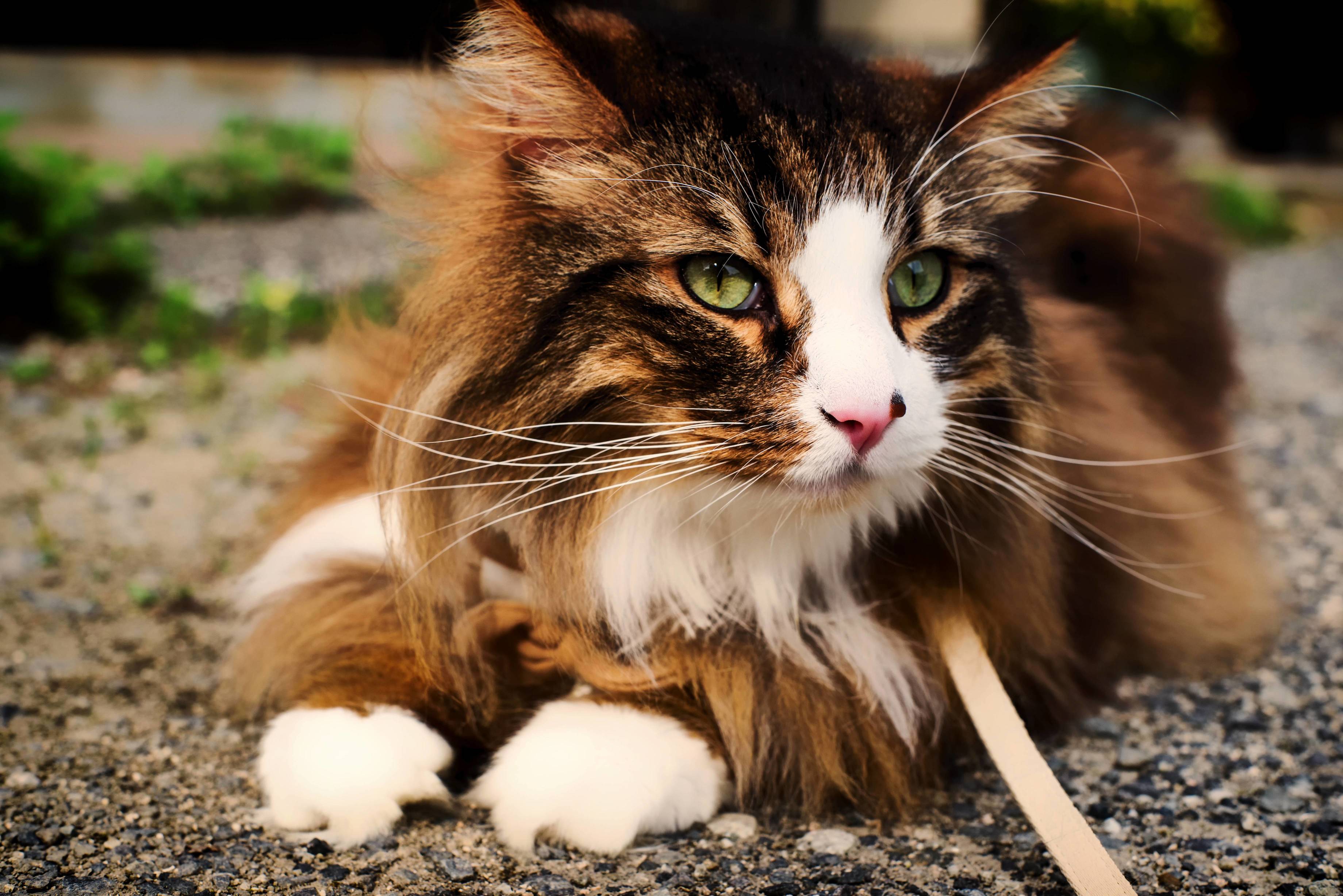 I Updated My Camera a Few Months Ago but Heres Odin Out for a Walk.