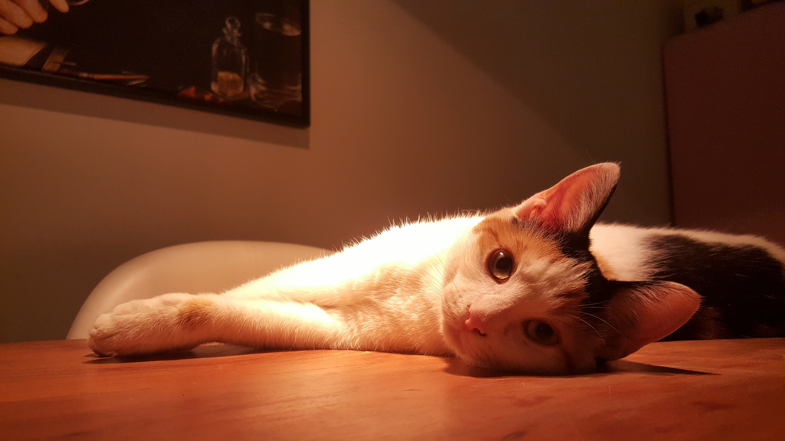 I Ve Been a or for Almost 7 Years and Somehow I Missed This Sub. I Offer Penance Meet Catootje.