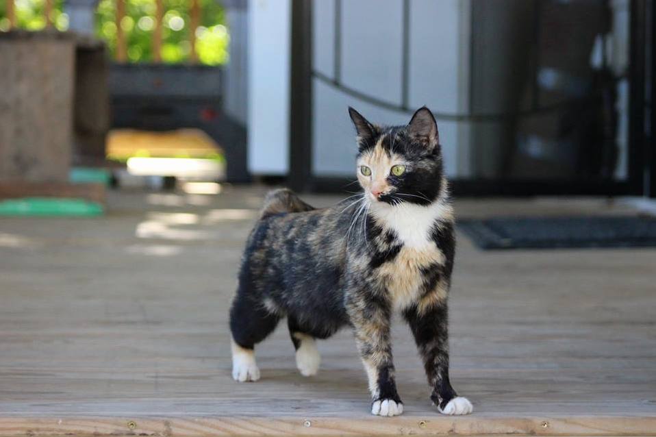 I Ve Been Remodeling for Going on 6 Months Now. the Contractors Say They Never See Her. When I Pull in the Driveway She Appears from Nowhere for Her Lovins and Food.
