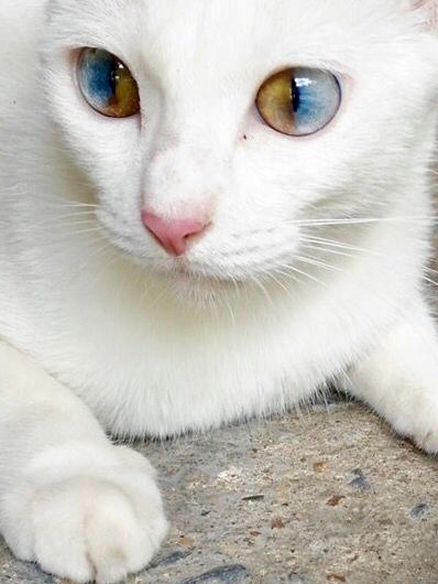 I Ve Never Seen This Particular Type of Heterochromia in a Cat.