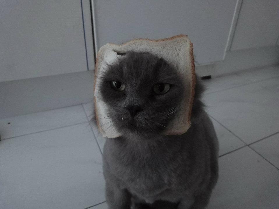 I Was Making a Sandwich