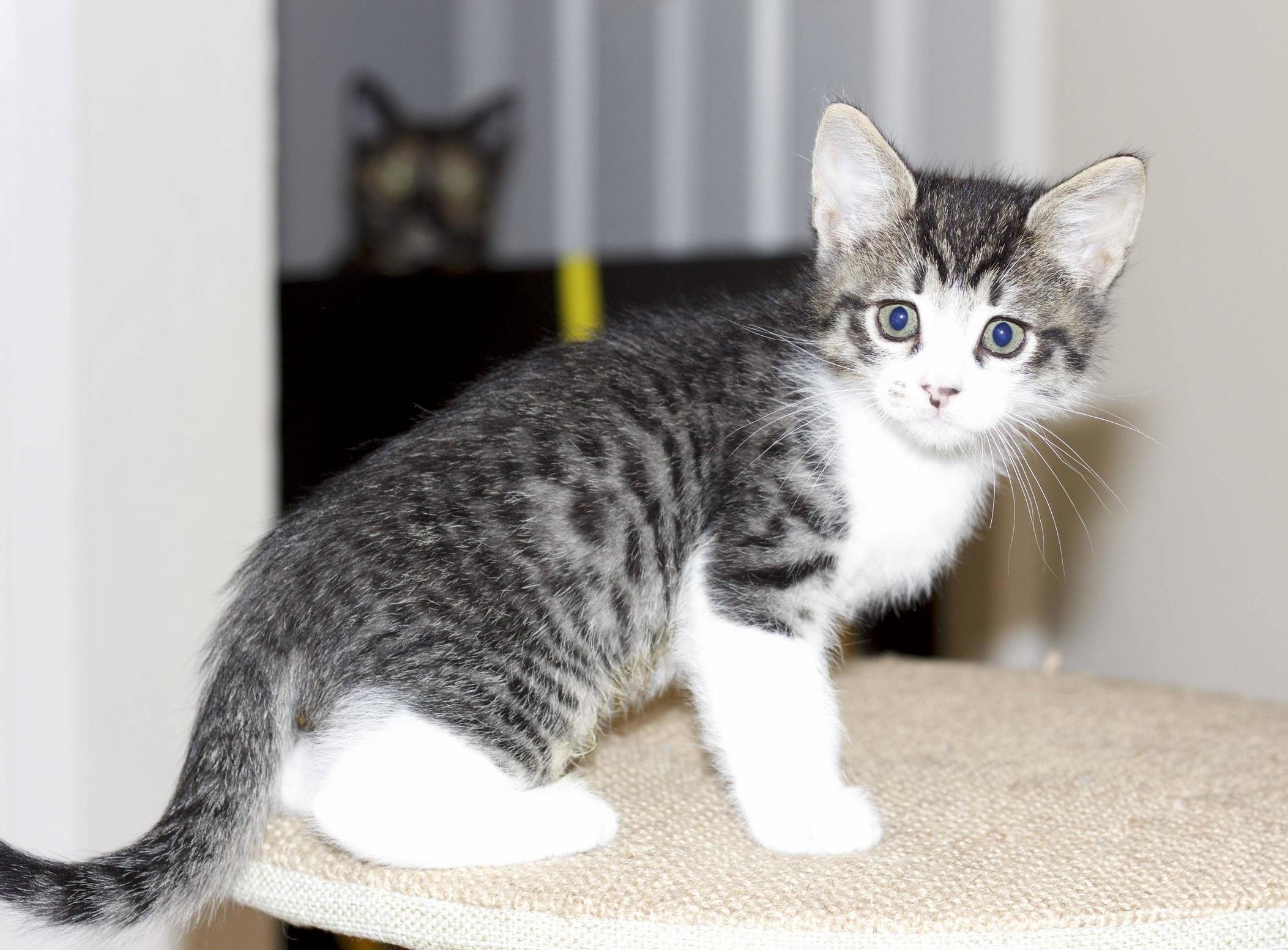 I Was Trying to Photograph Foster Kittens My Cat Got Jealous