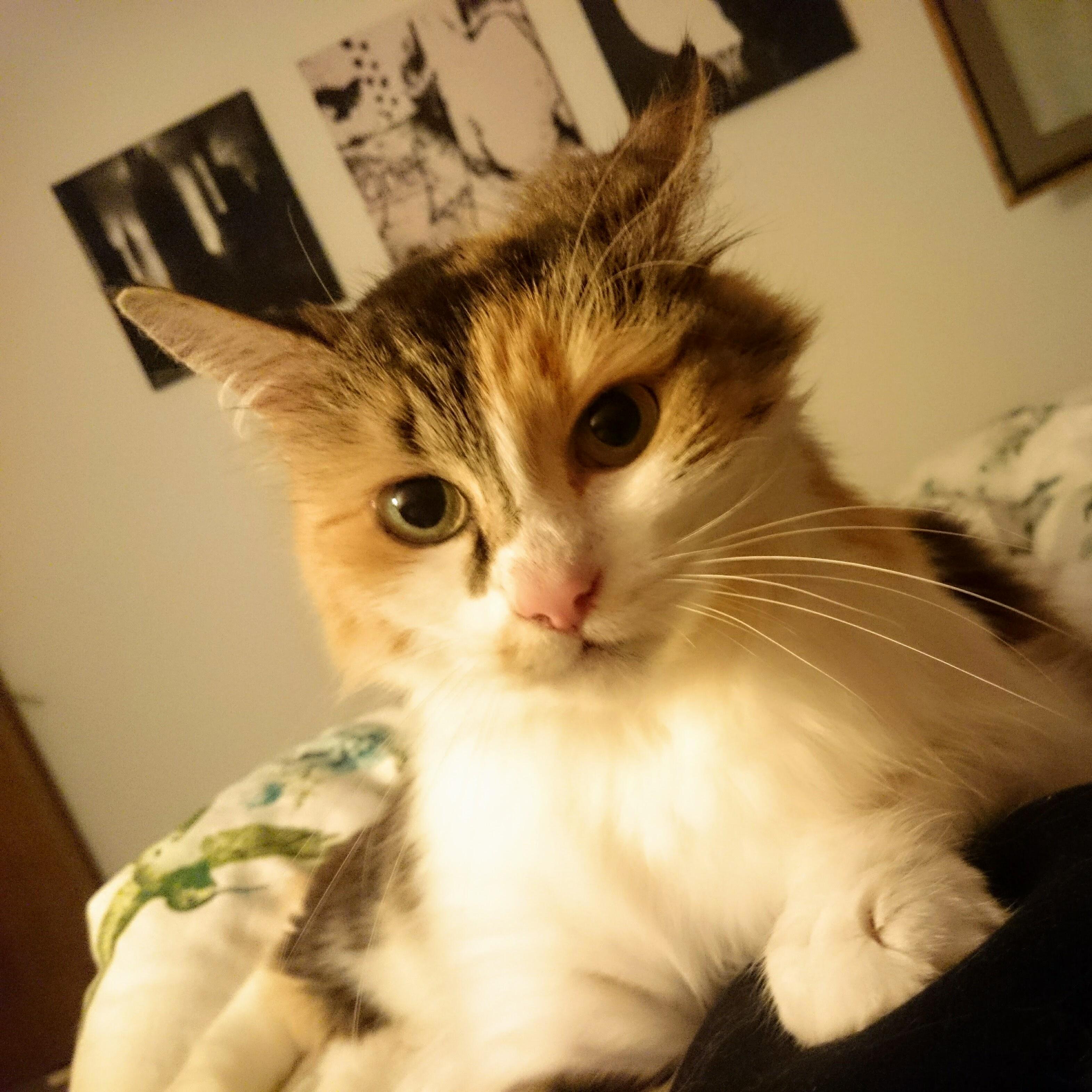 I Will Eat Your Face While Youre Sleeping. This Is How Sookie Says Good Night to Me.
