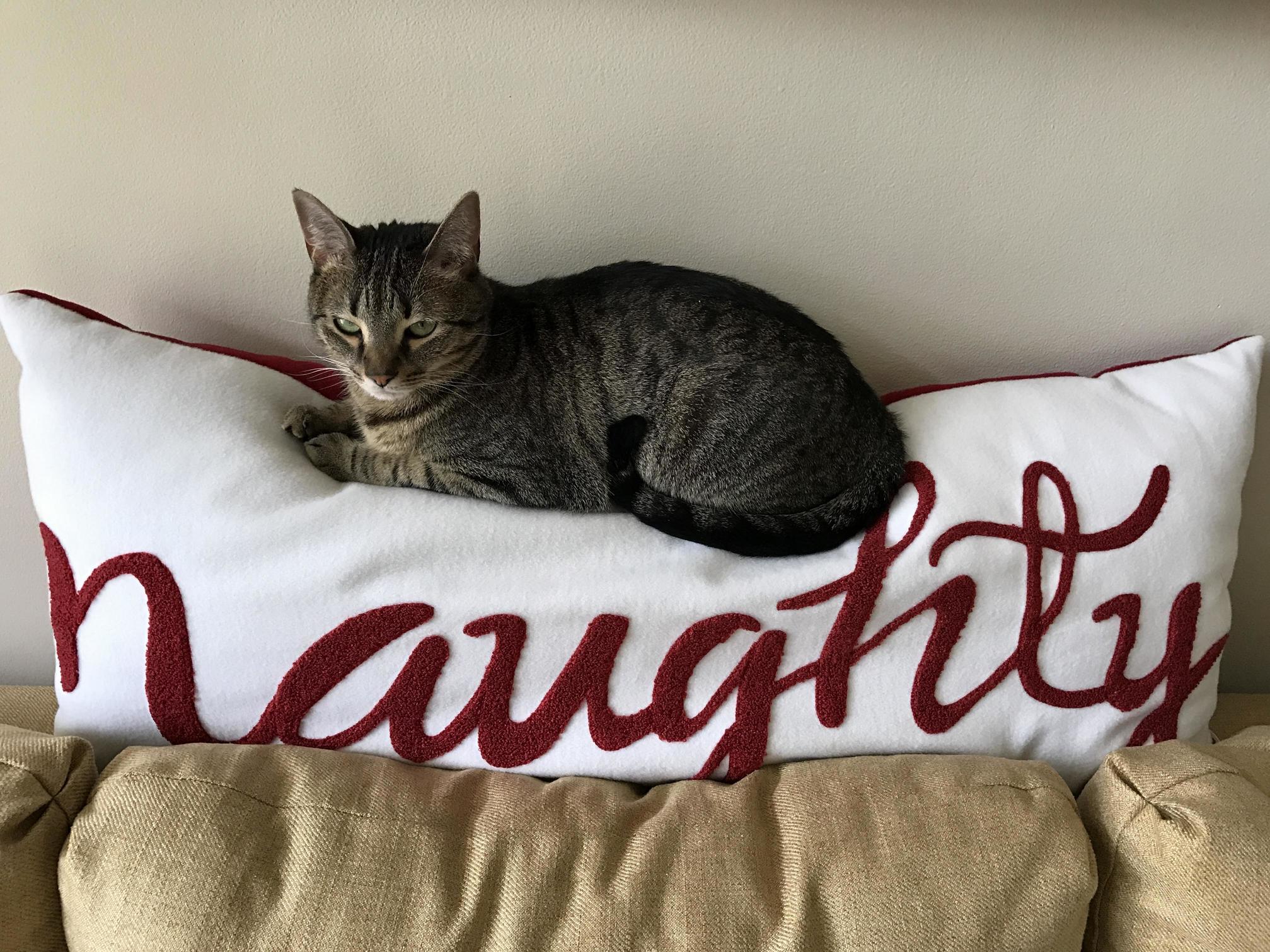 If It Fits I Sits