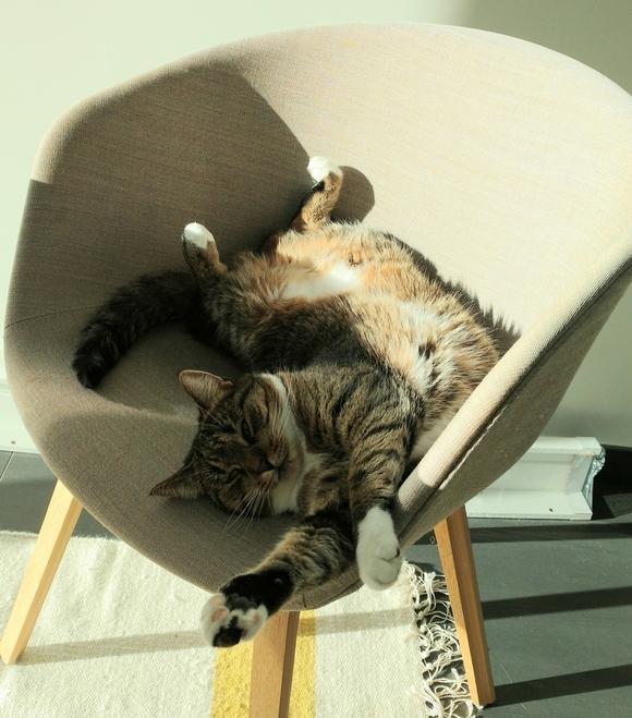 If Shes Not Out Hunting She Is Being Lazy