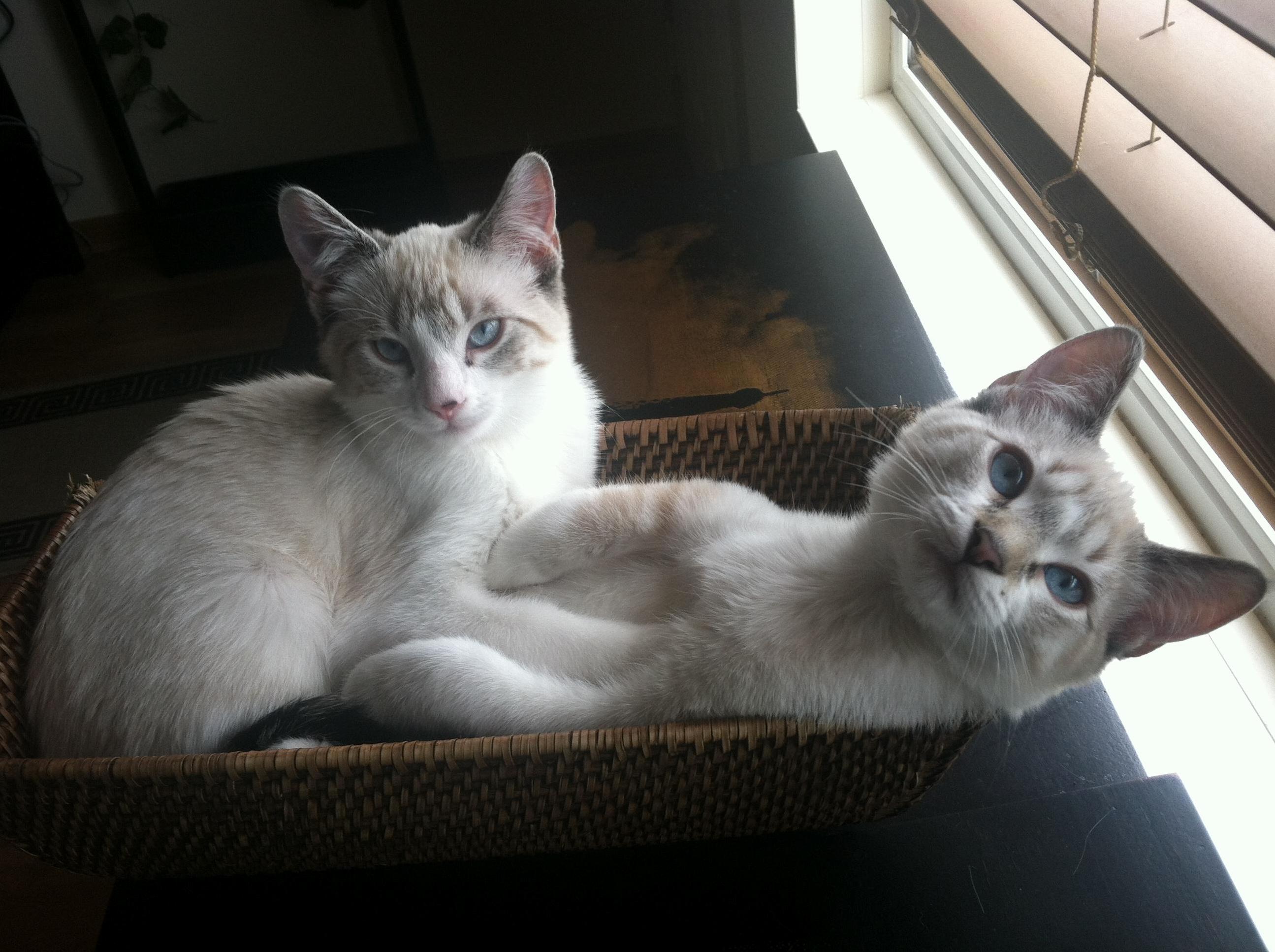 If We Fit...