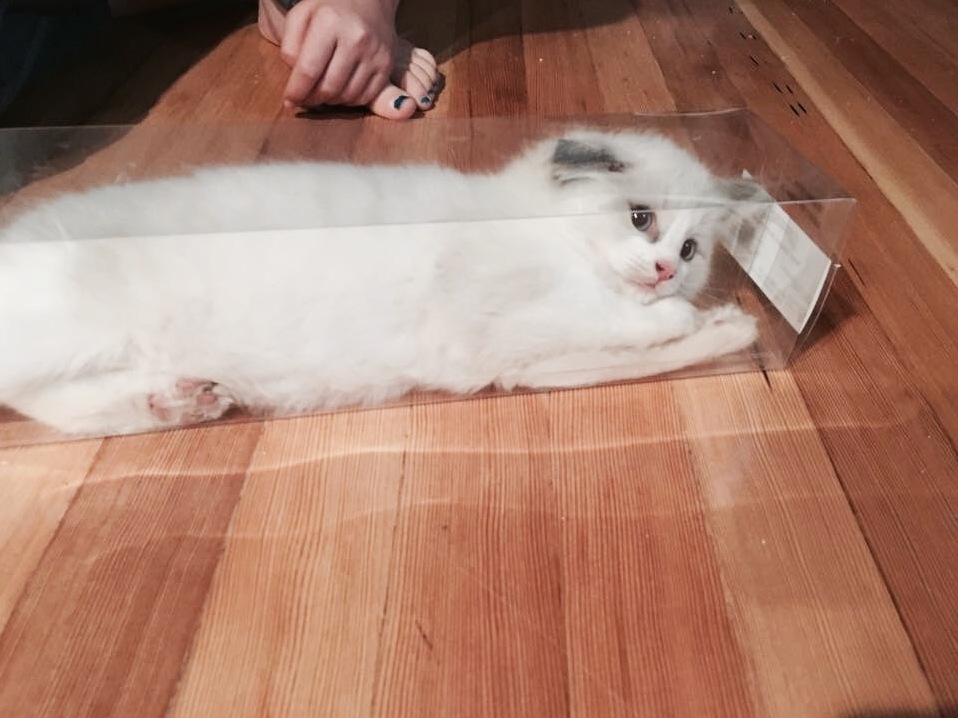 Im Perfectly Hidden in This Box...