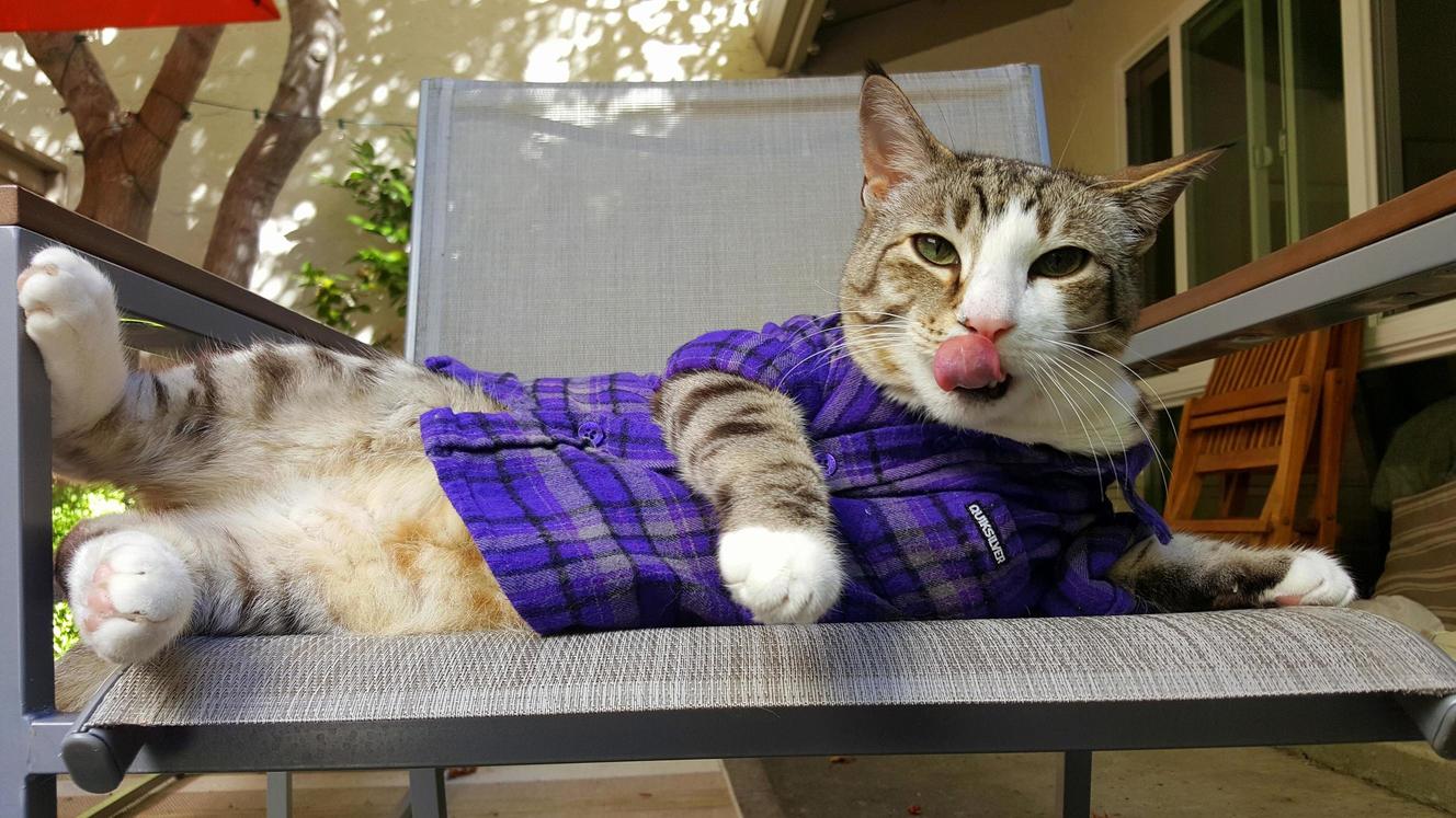 Im Pretty Sure My Cat Thinks He Is Cooler Than Your Cat. -