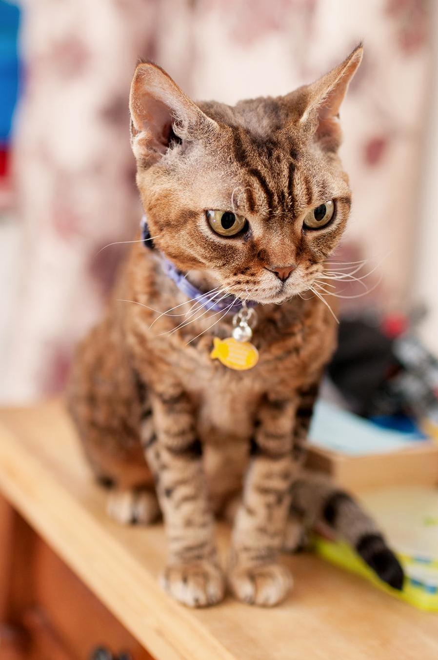 Im Pretty Sure My Friends Cat Is Plotting to Take Over the World.
