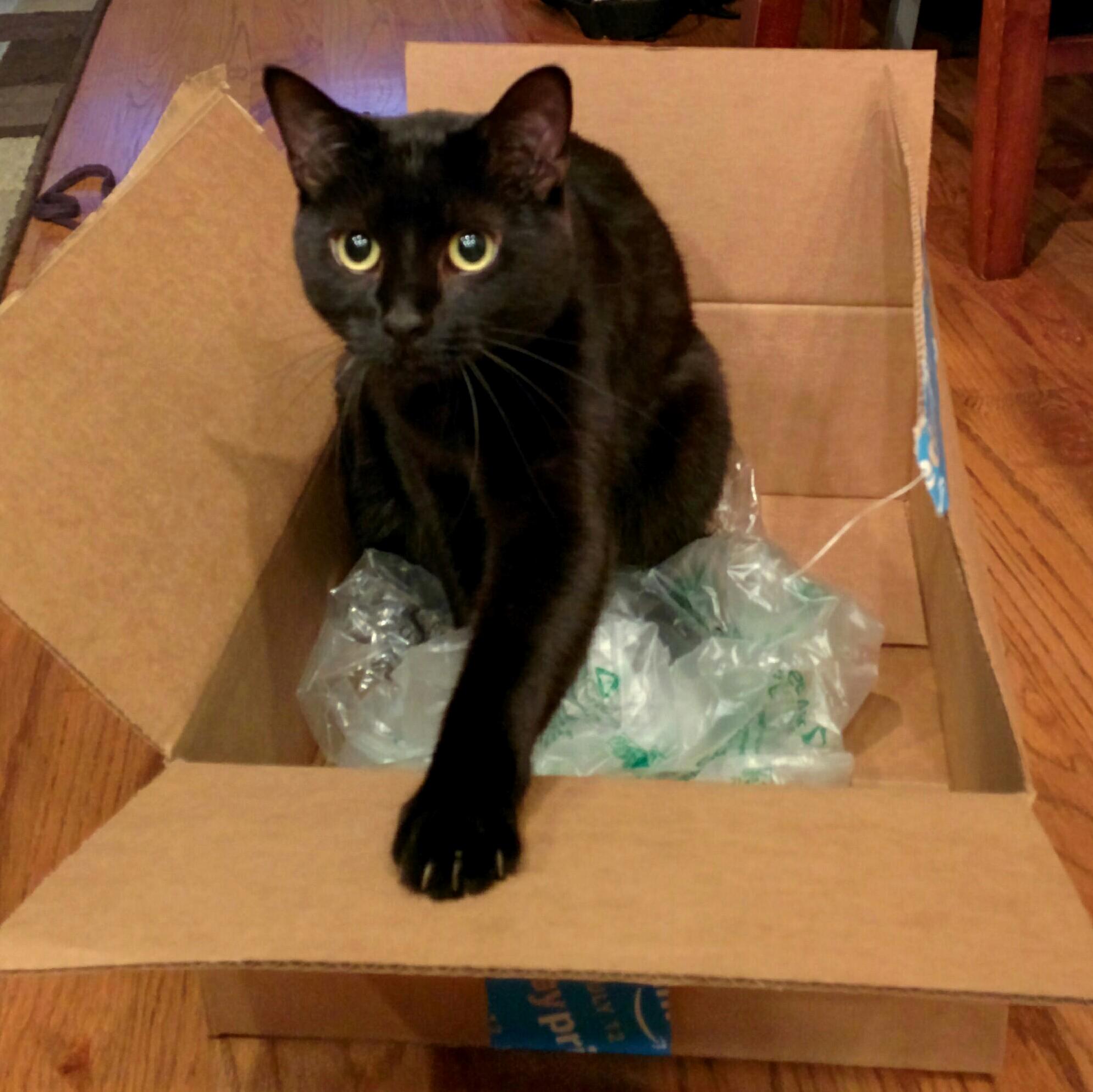 Im Pretty Sure That Amazon Prime Day Was Orchestrated by Cats for Cats. Its Not About Your Great Deal Its About the Boxes That Arrive at Your Home.