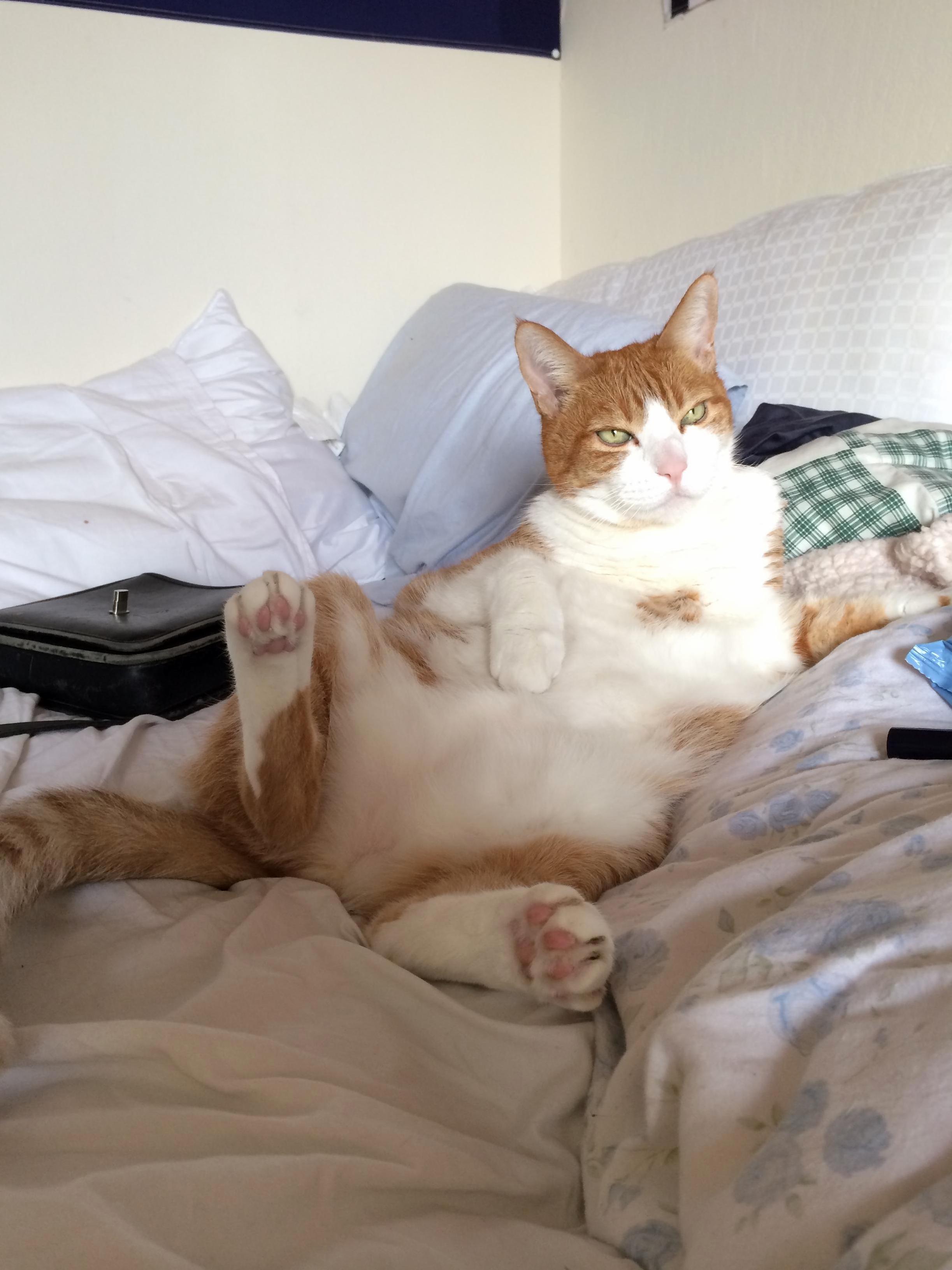 Im Purrrfect in Bed