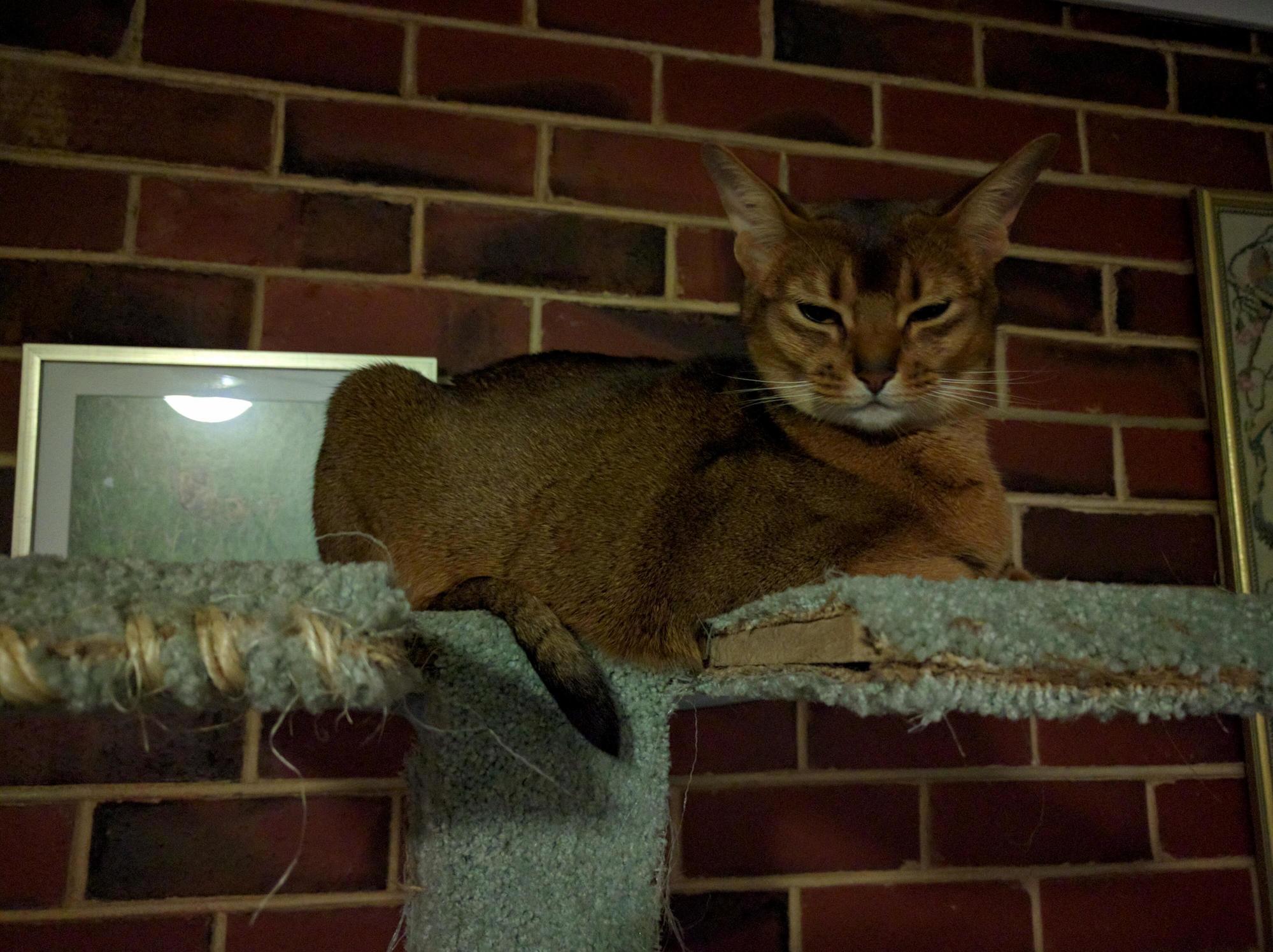 Im Watching You Human and I Am Not Impressed.