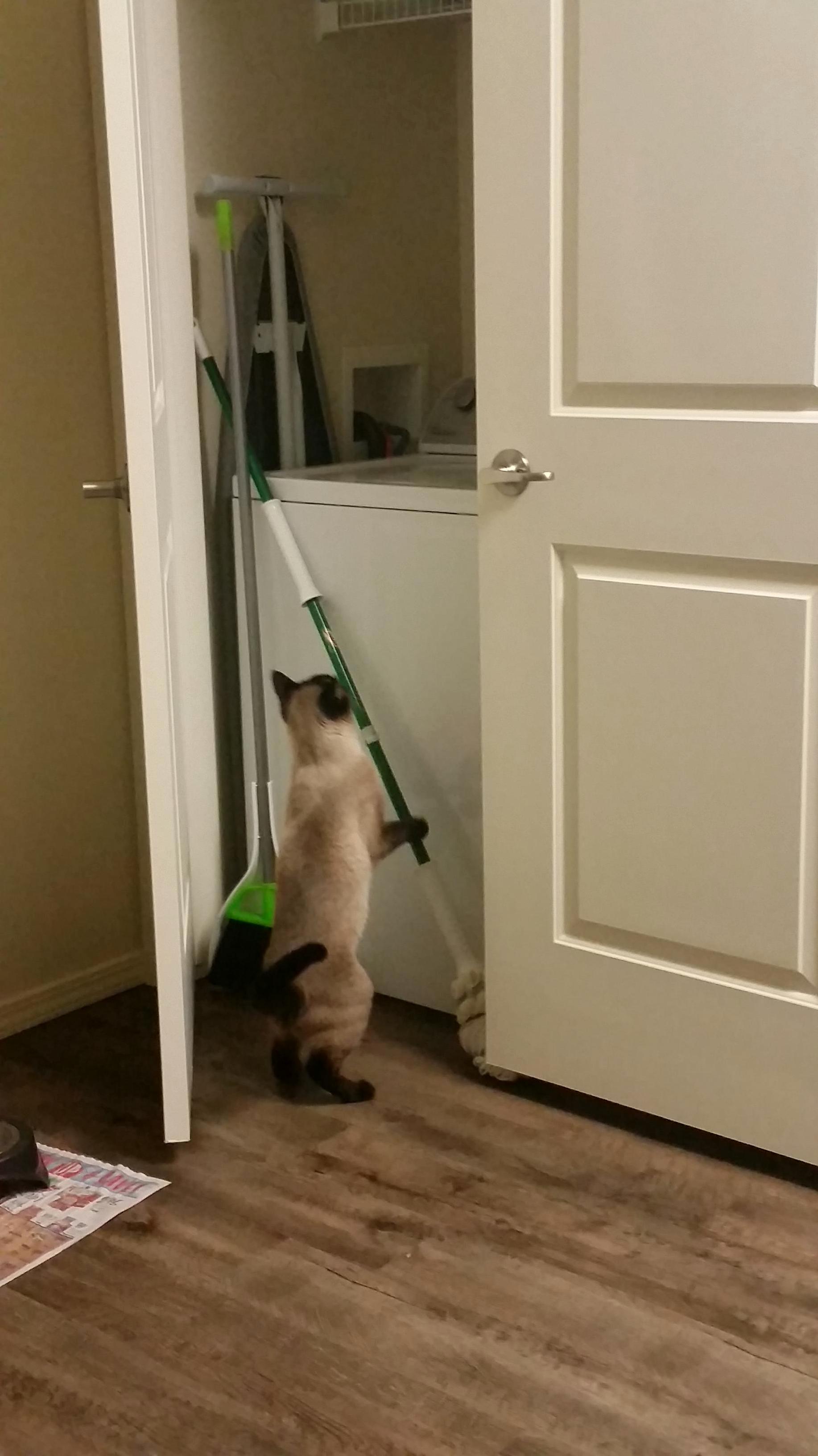 In My House Everyone Has to Do Chores. Frank Begrudgingly Picked Up the Mop.