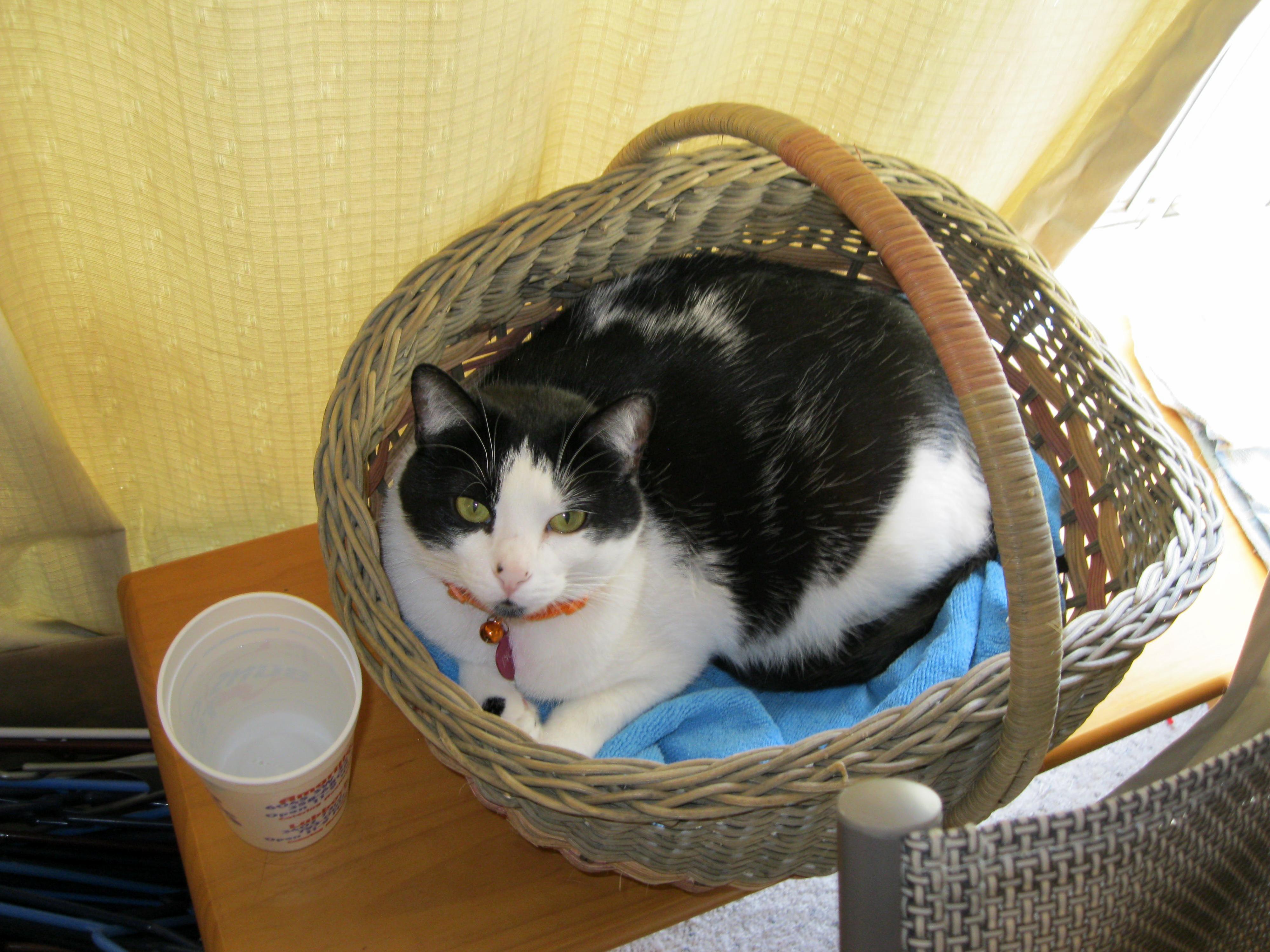 Inci Approves of Mother-in-laws Basket