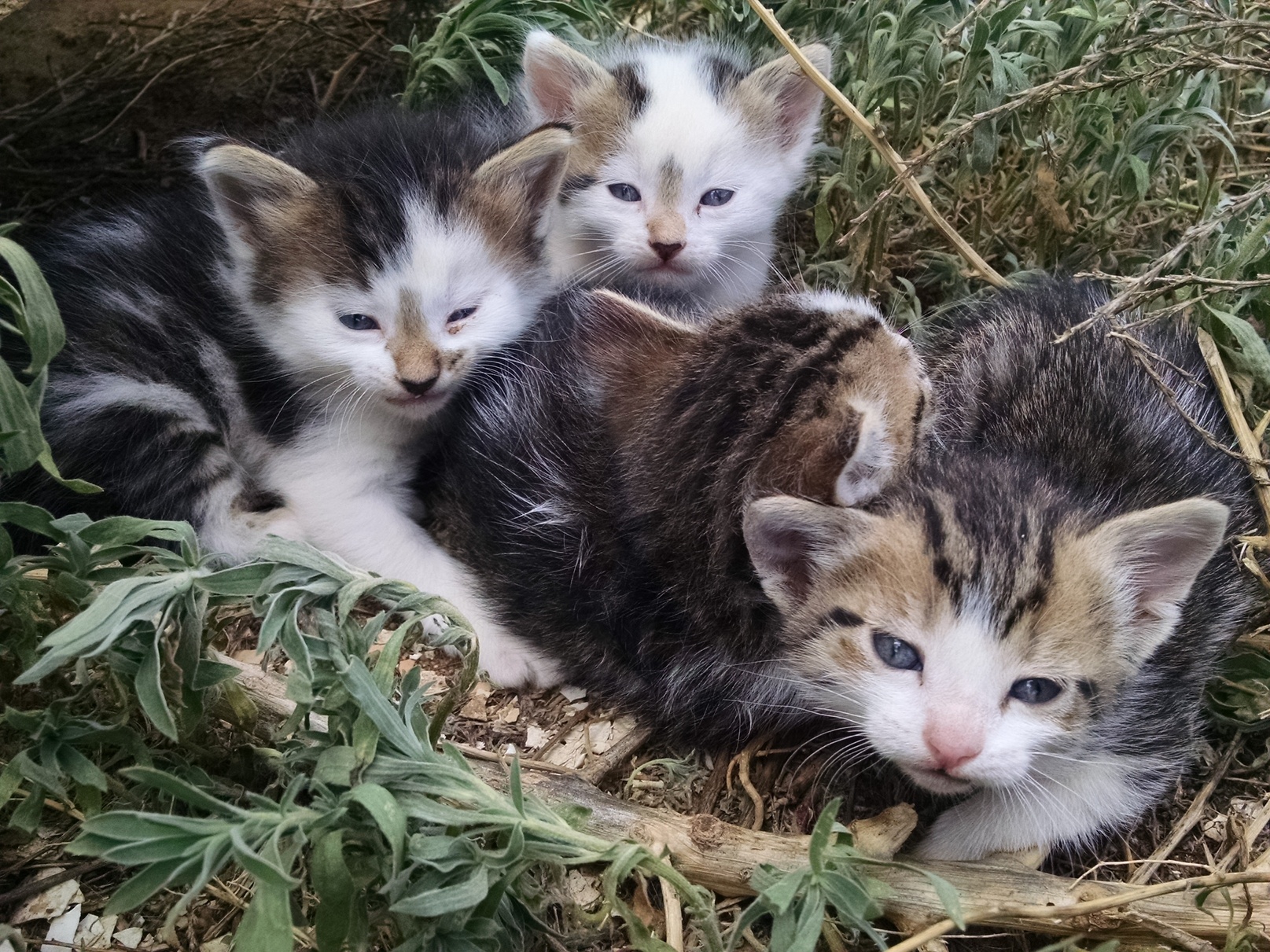 It Turns Out That I Am Not Stealthy Enough to Sneak Up on Sleeping Kittens.
