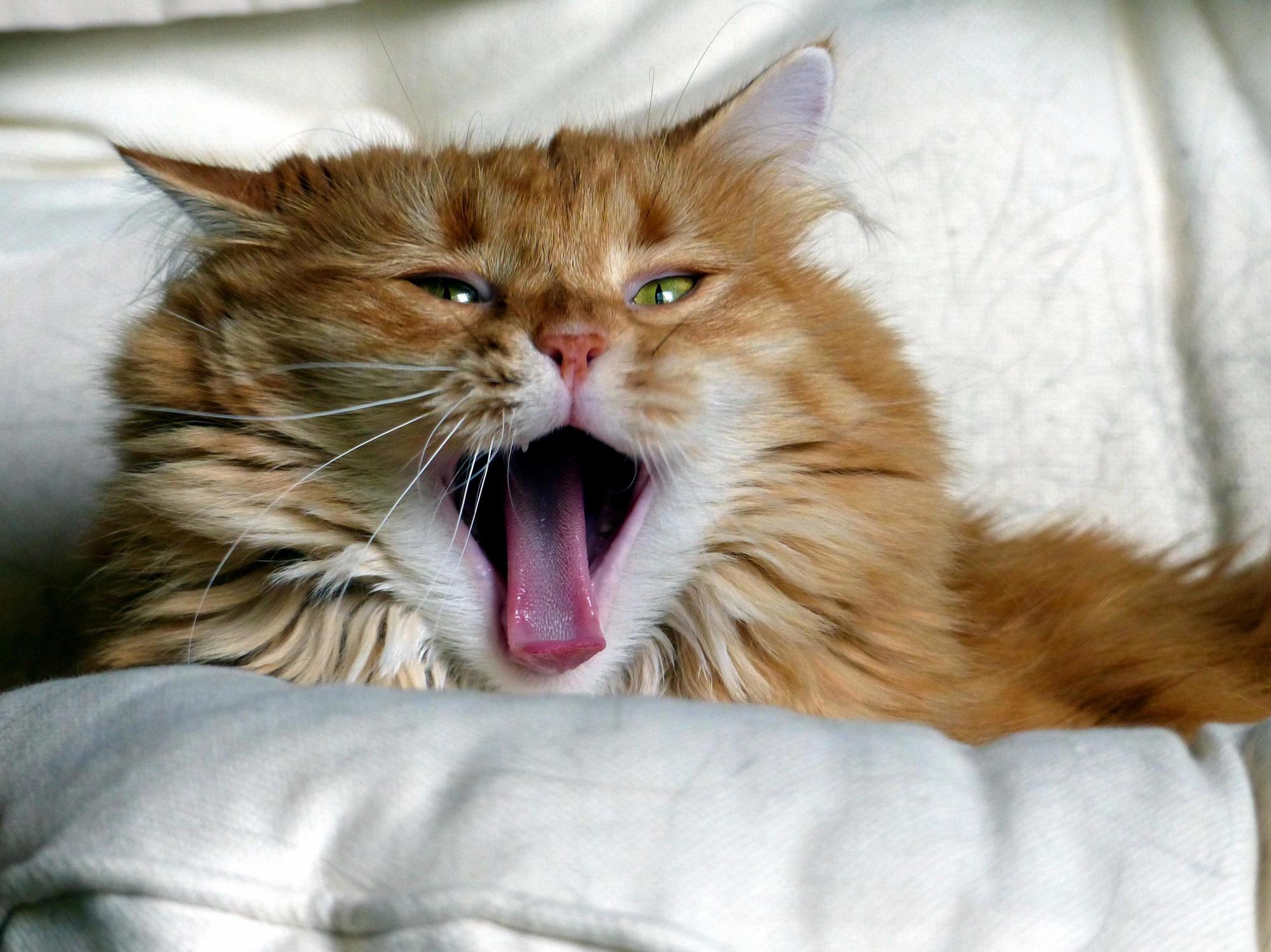 Its a Lazy Caturday