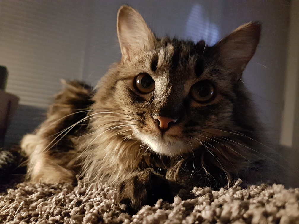 Its a Lion. a Miniature Lion. Honest.