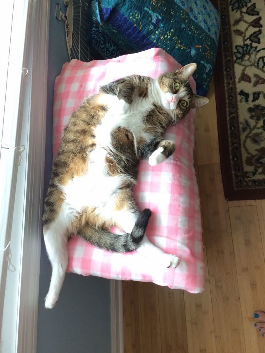 Its a Trap